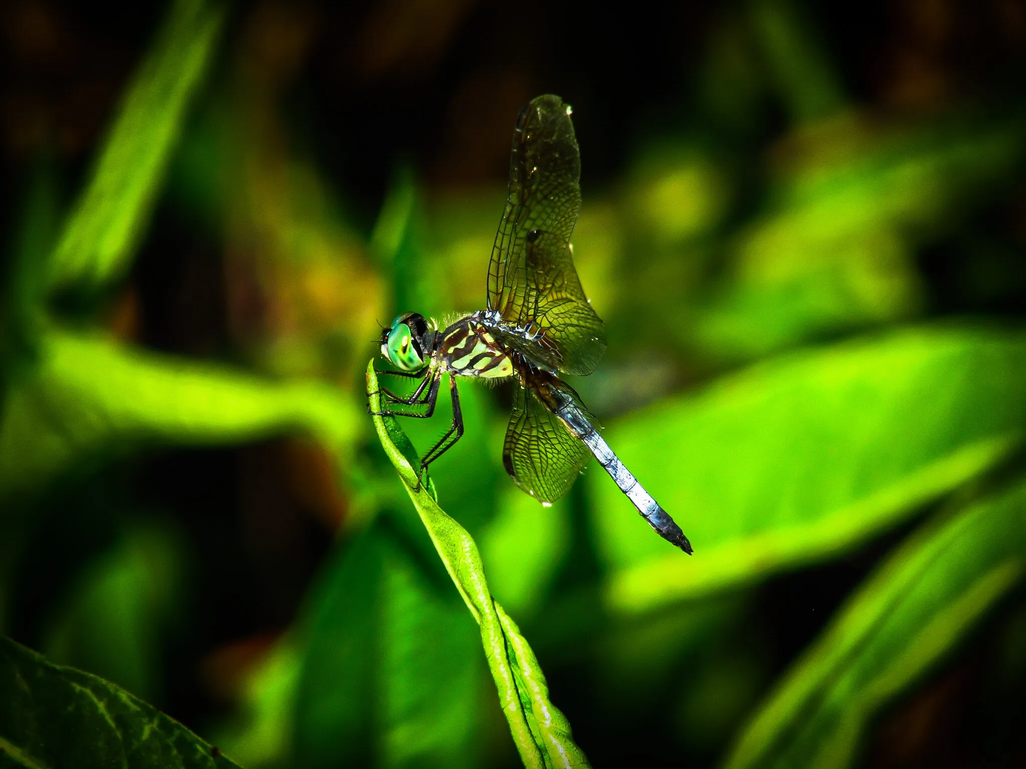 Green dragonfly