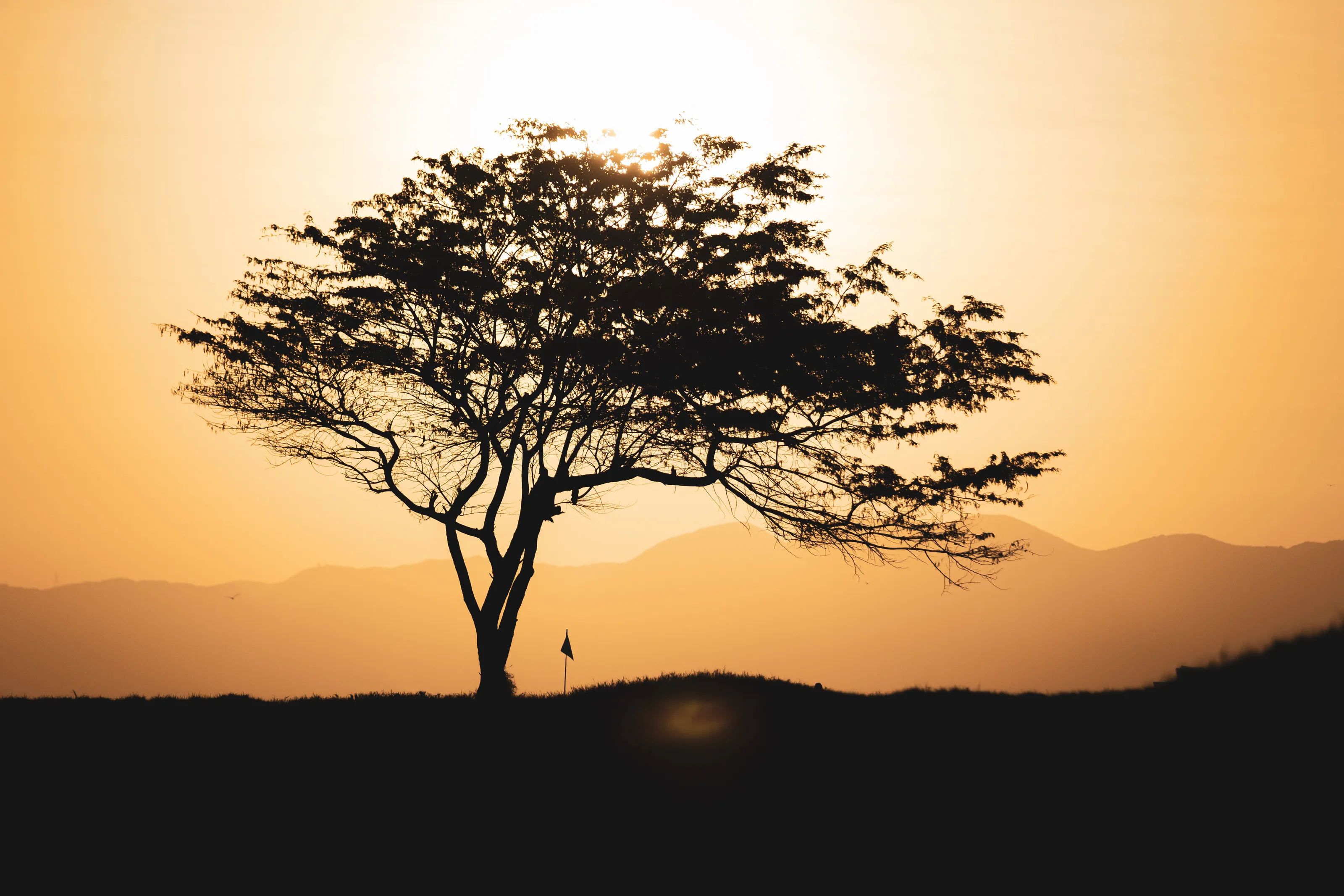 The tree and the flag