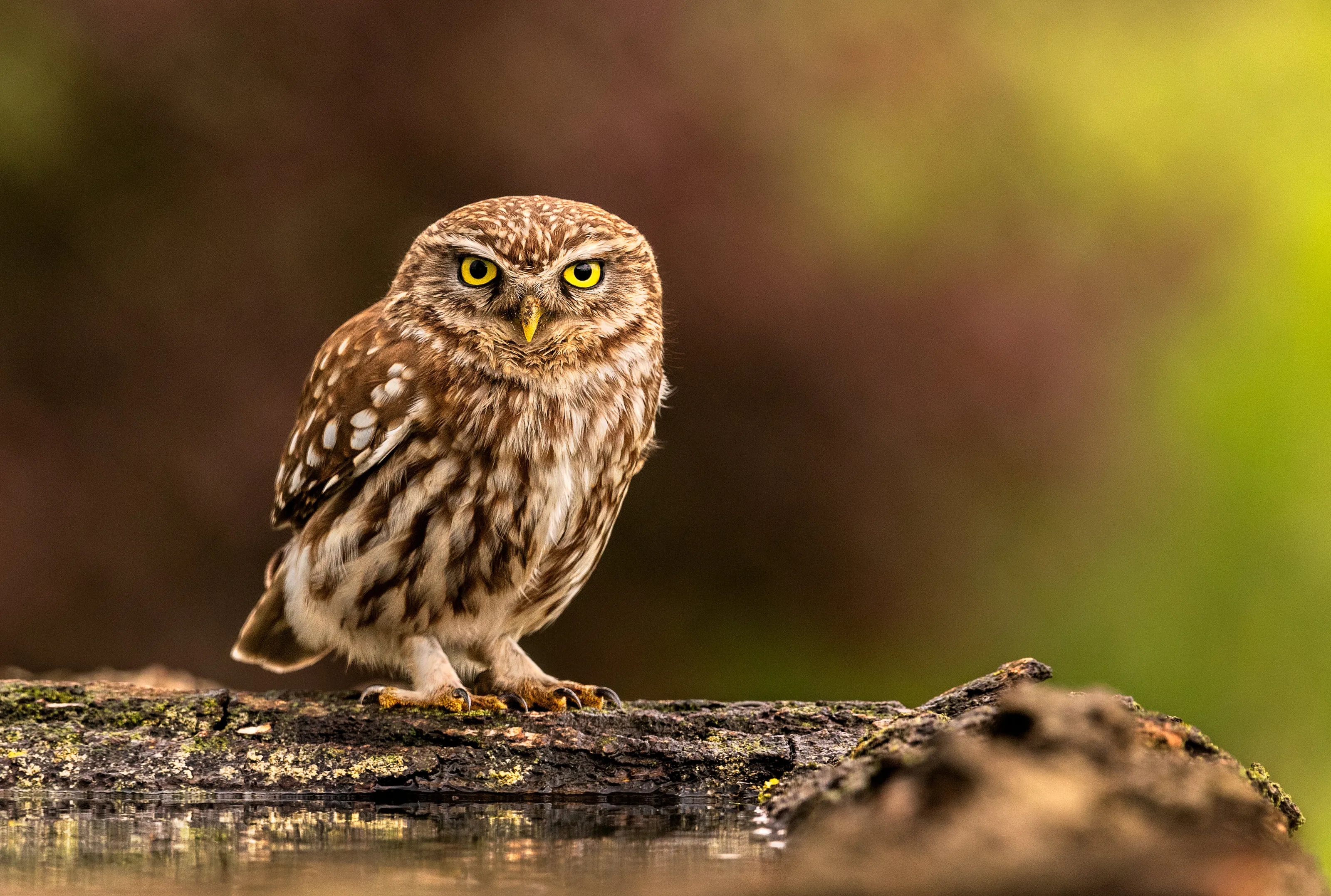 Little Owl