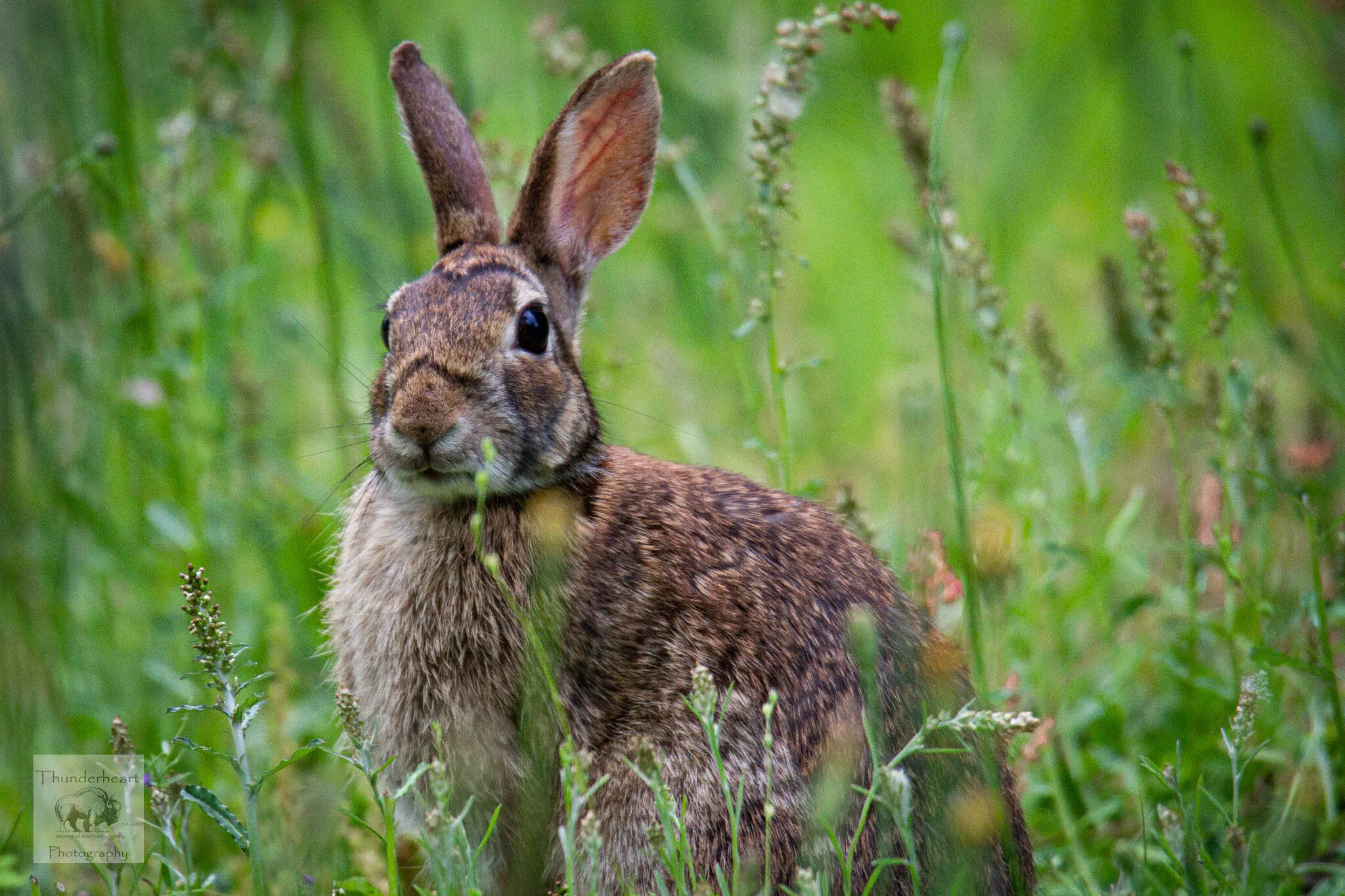 Curious bunny