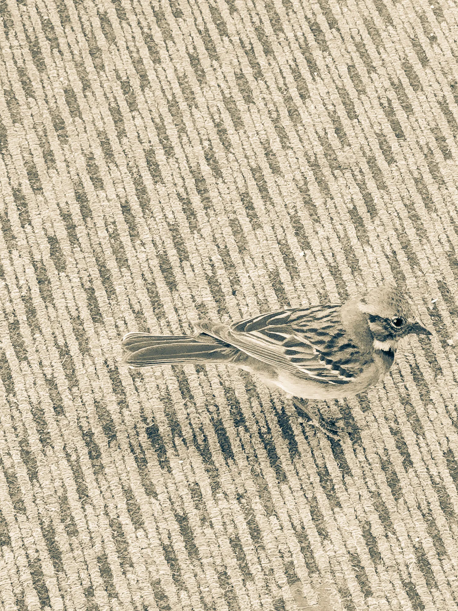 Camouflaged