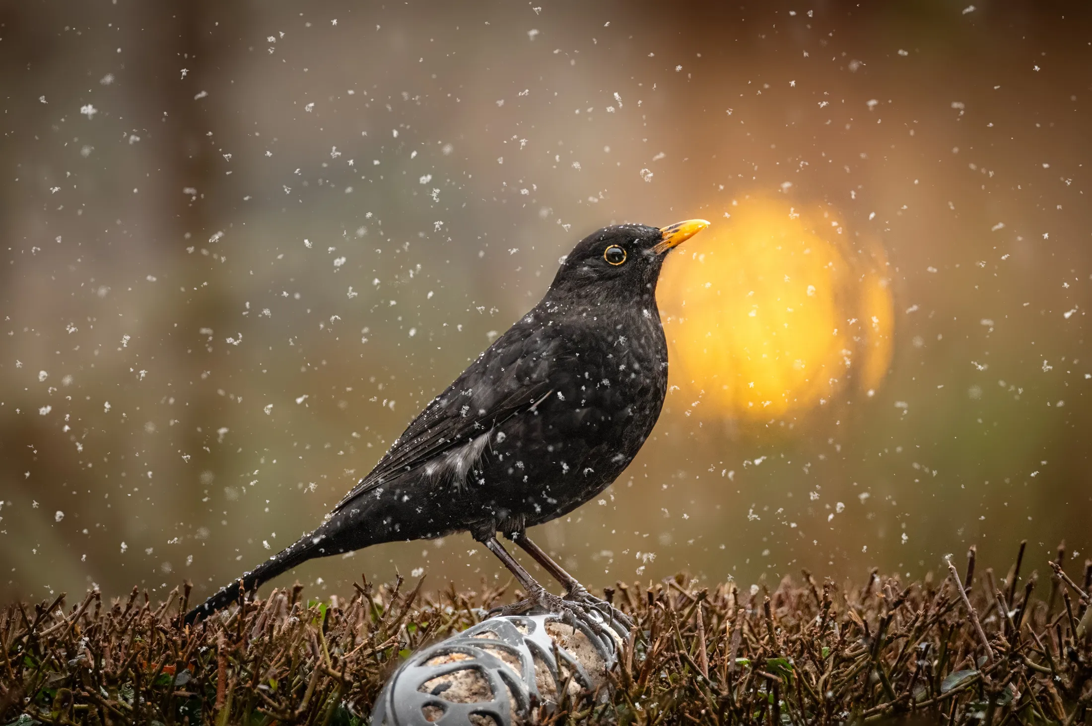 Black bird in winter