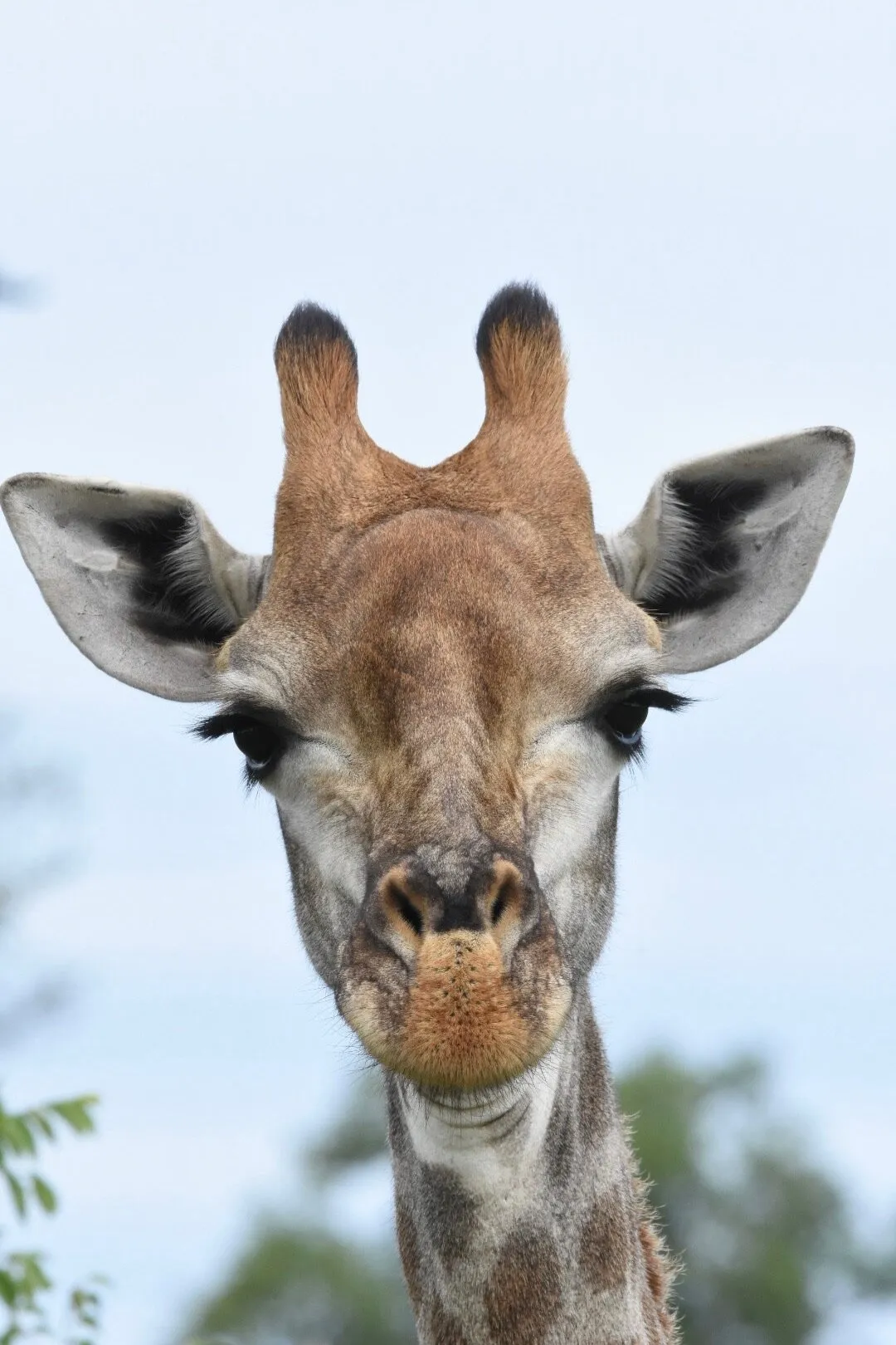 Giraffe Portrait