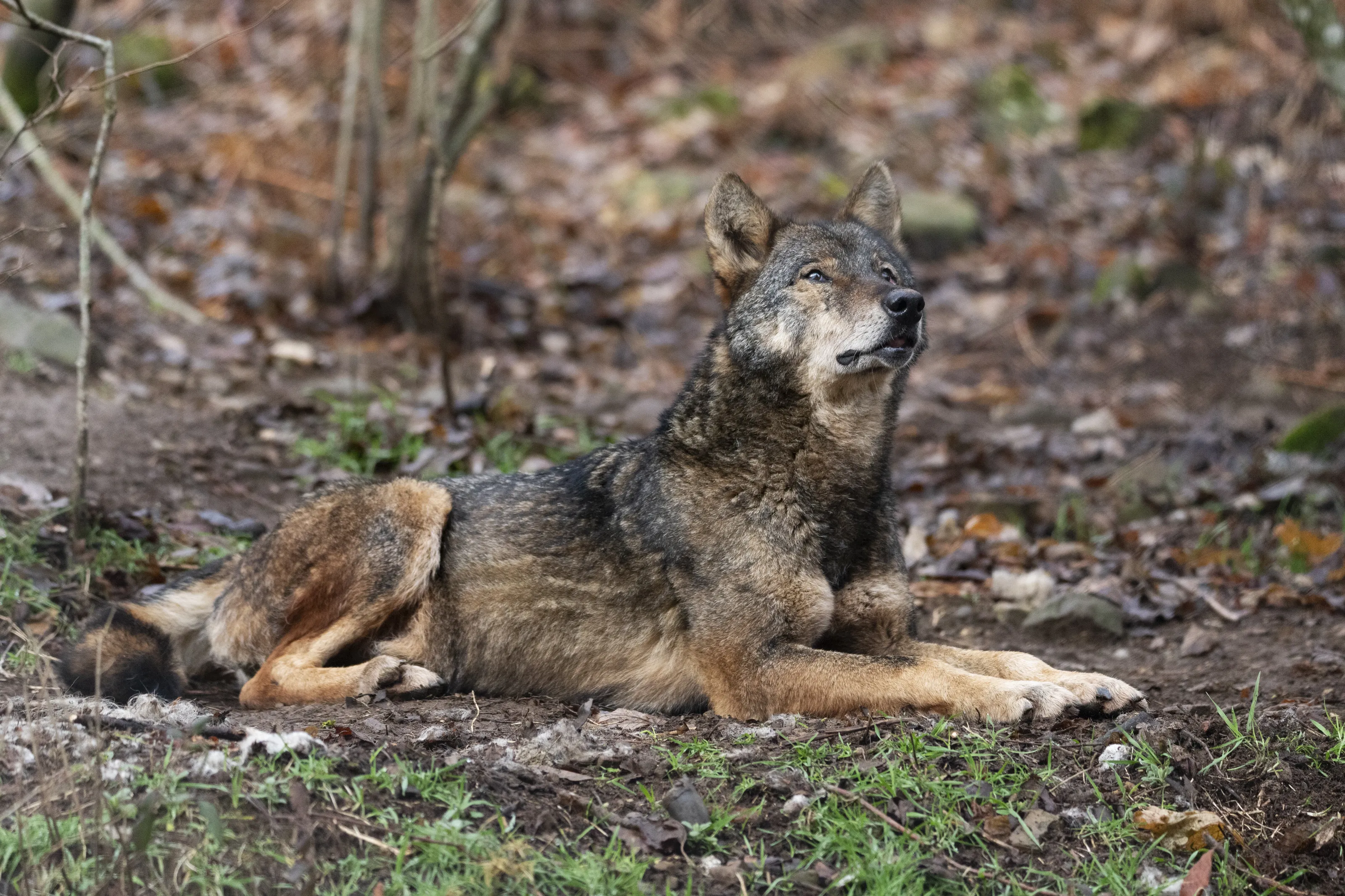 Famale wolf
