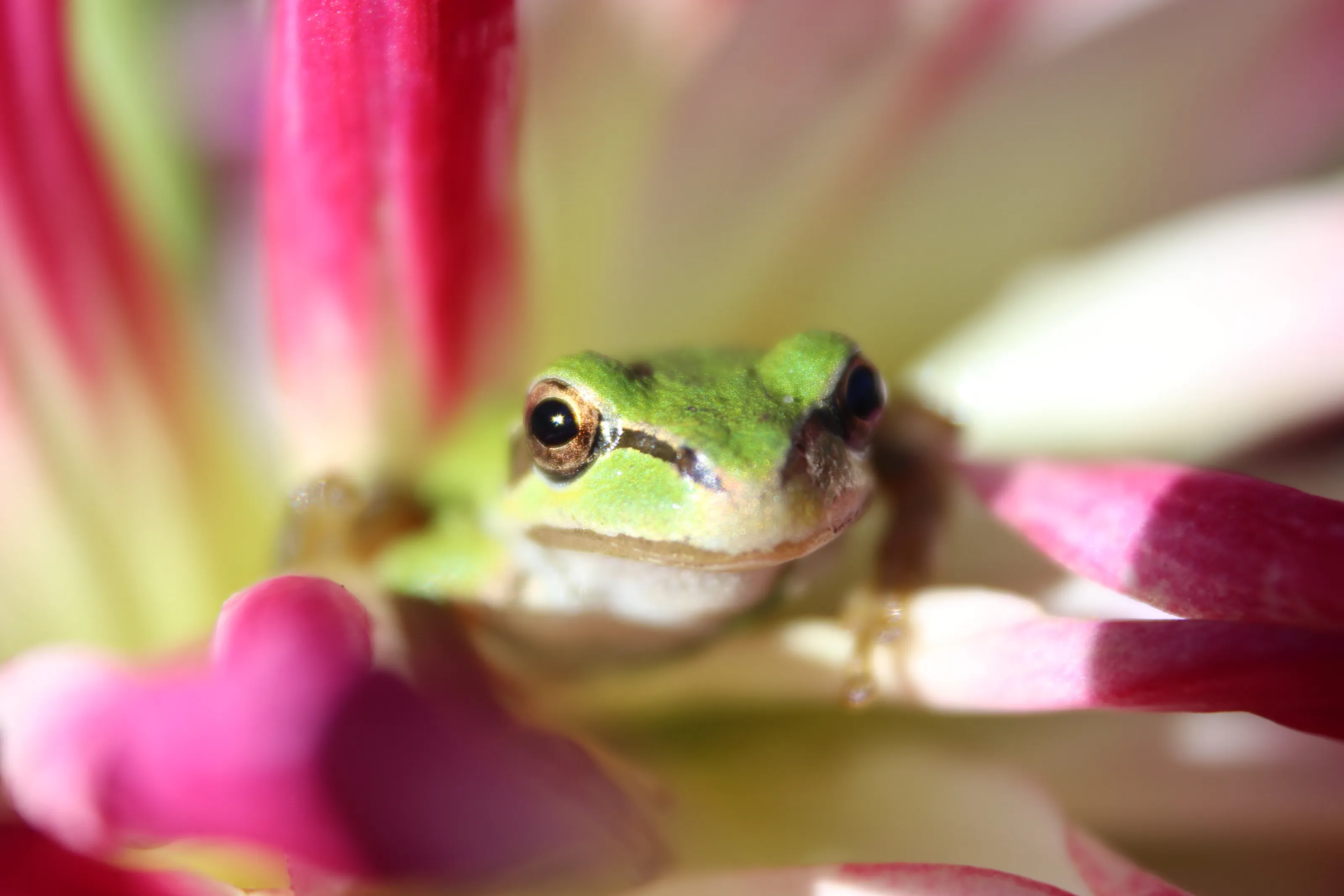 Blooming Life