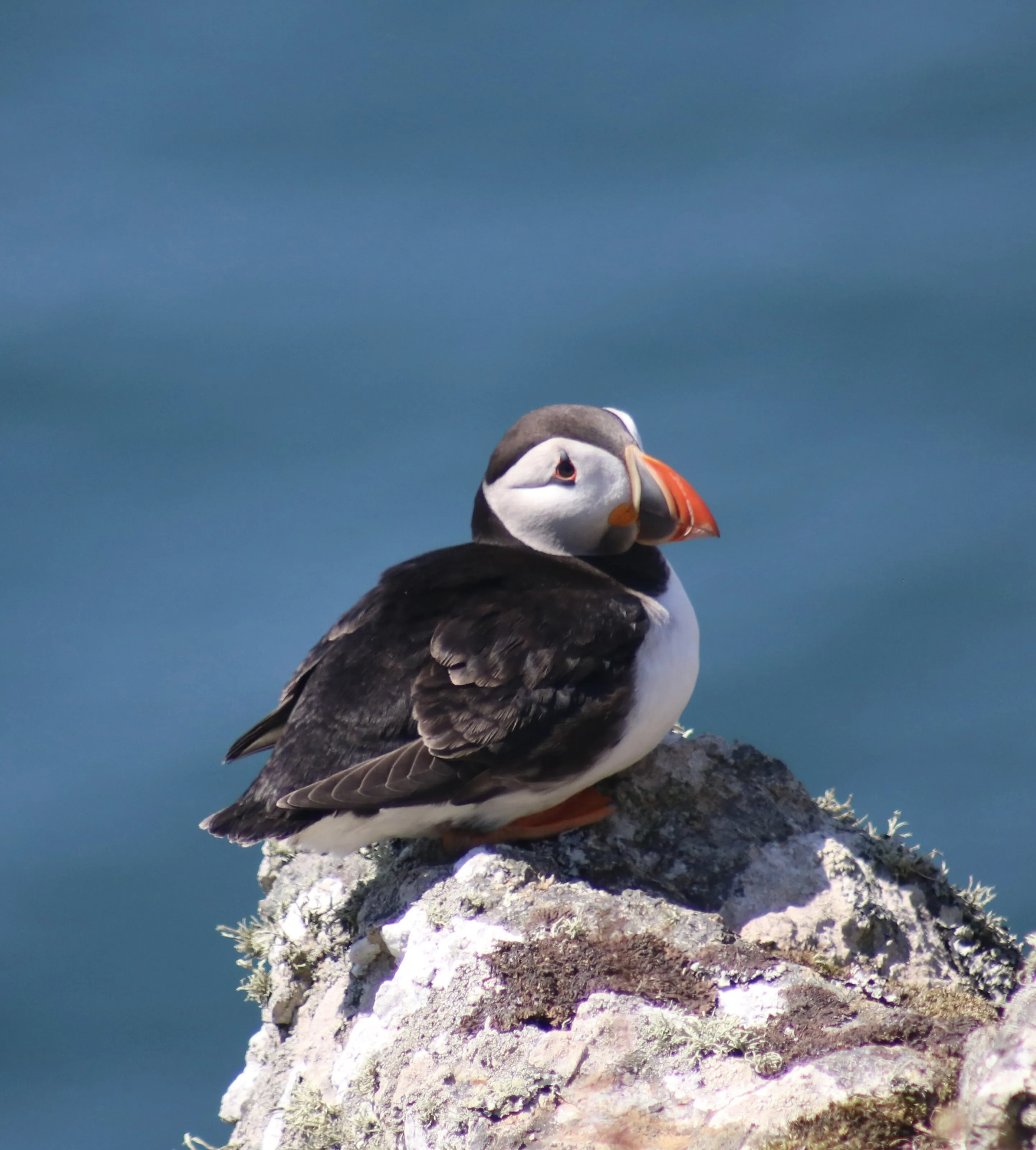 Sunny day on Skomer