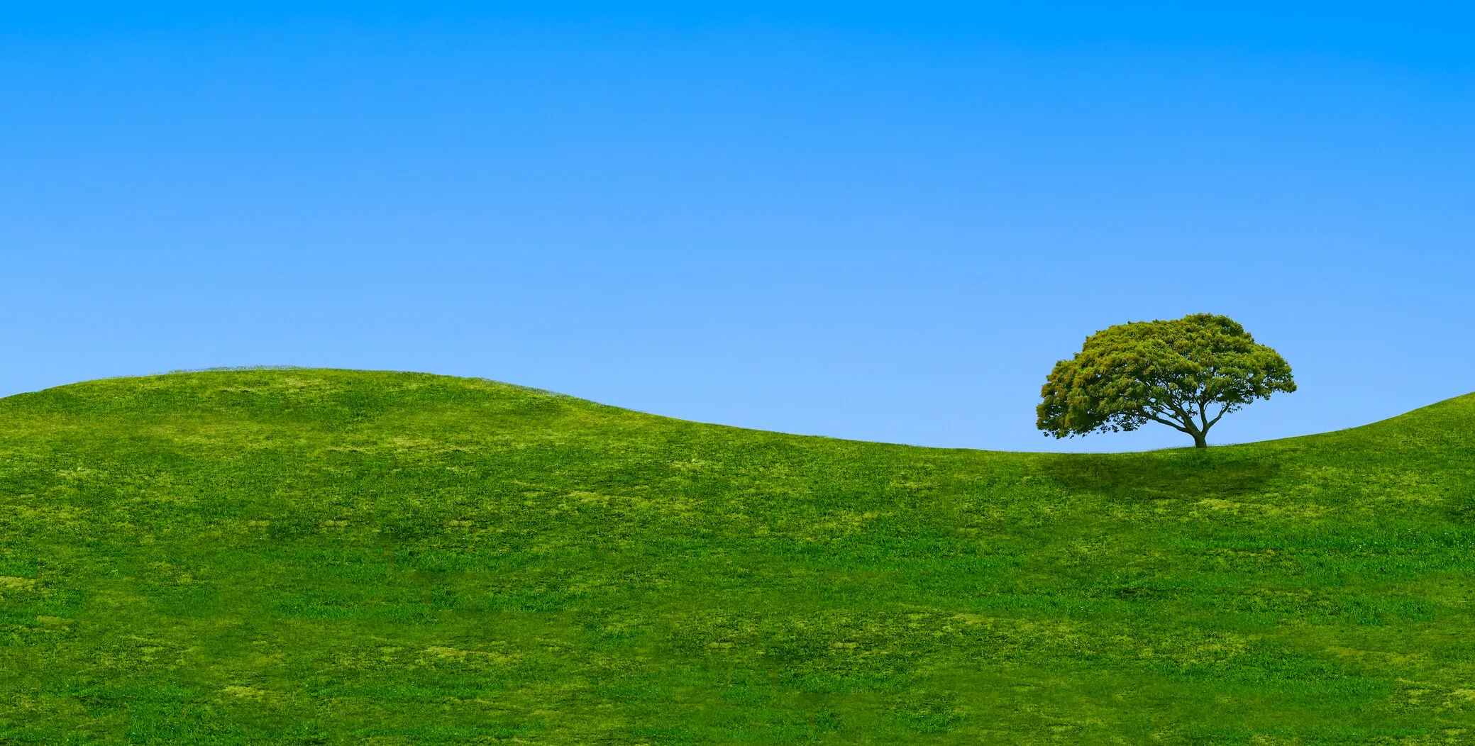 The Lonely Tree
