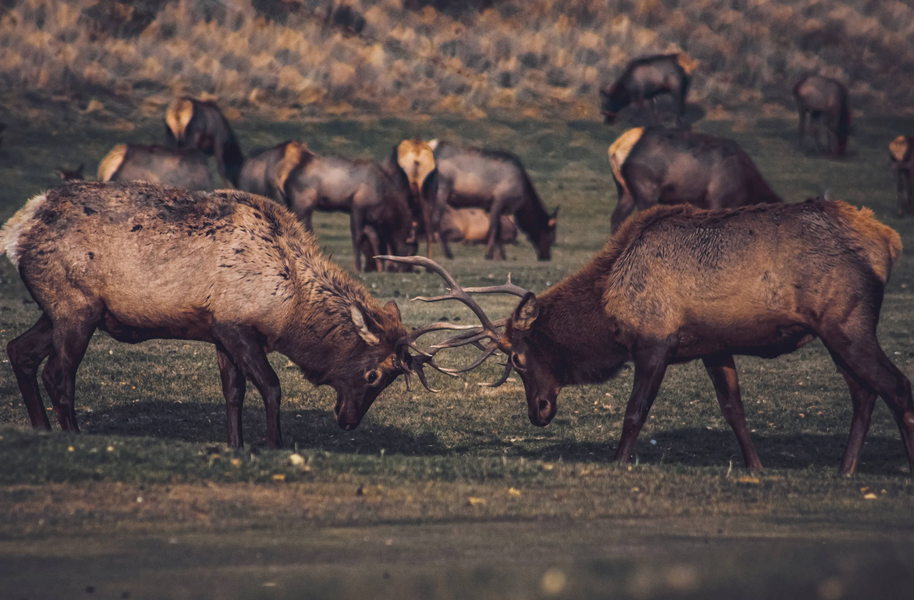 Rutting Season