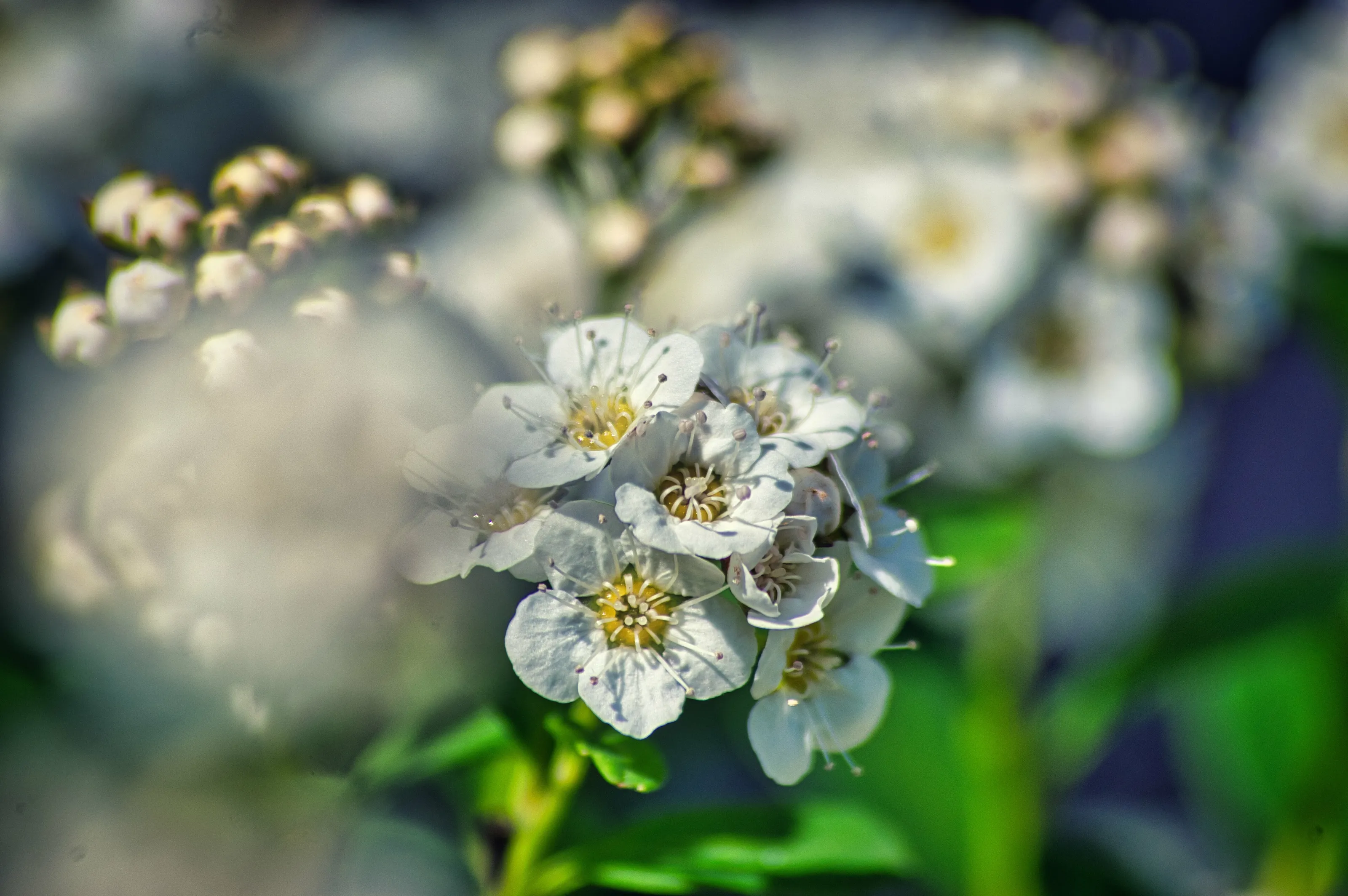 Apple blooming