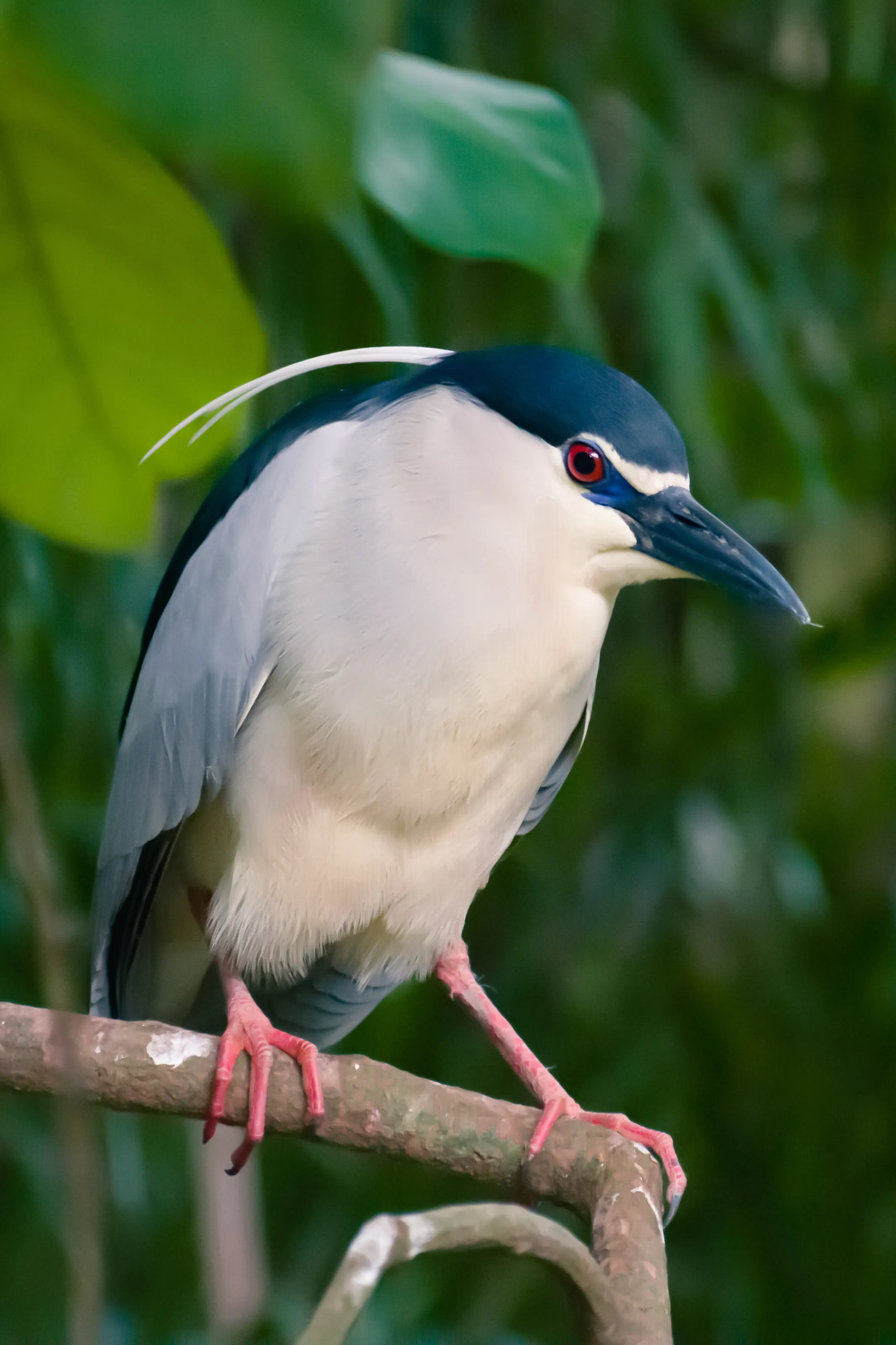 Black-crowned Night Heron