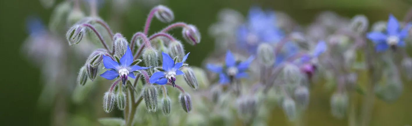 Borage Flowers in Midsummer