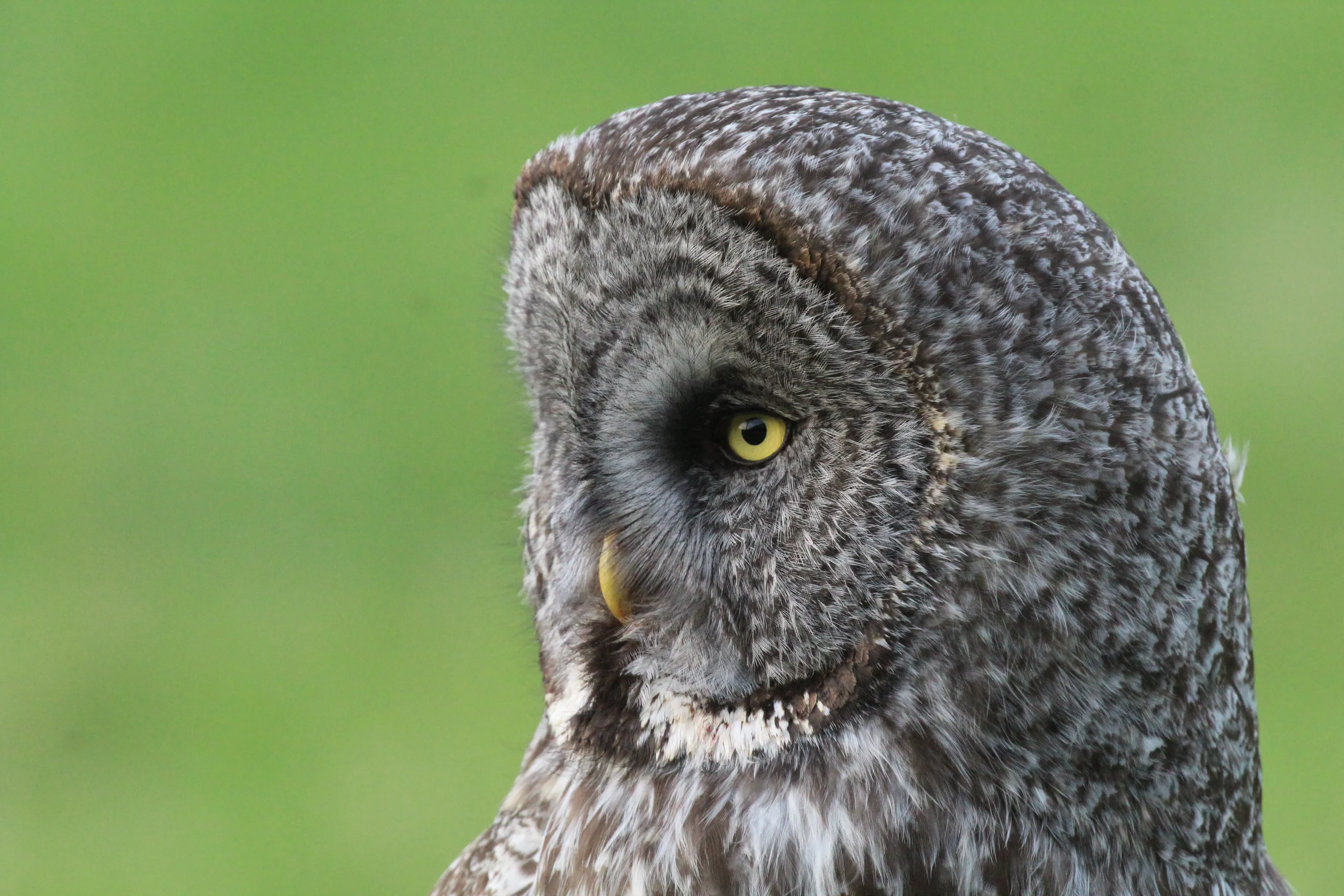 Magnus the Owl