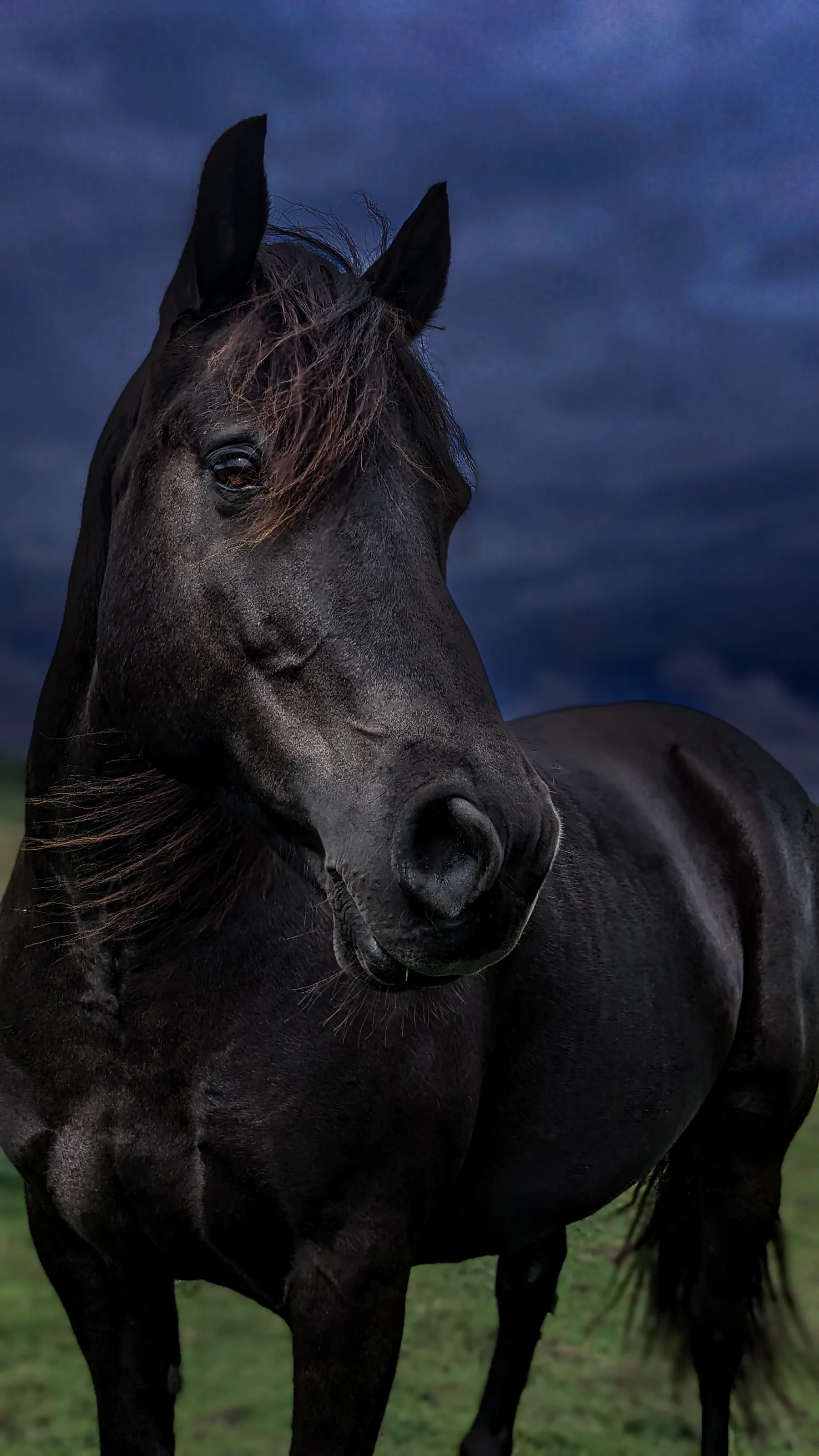 Stormy Skies Canadian Horse