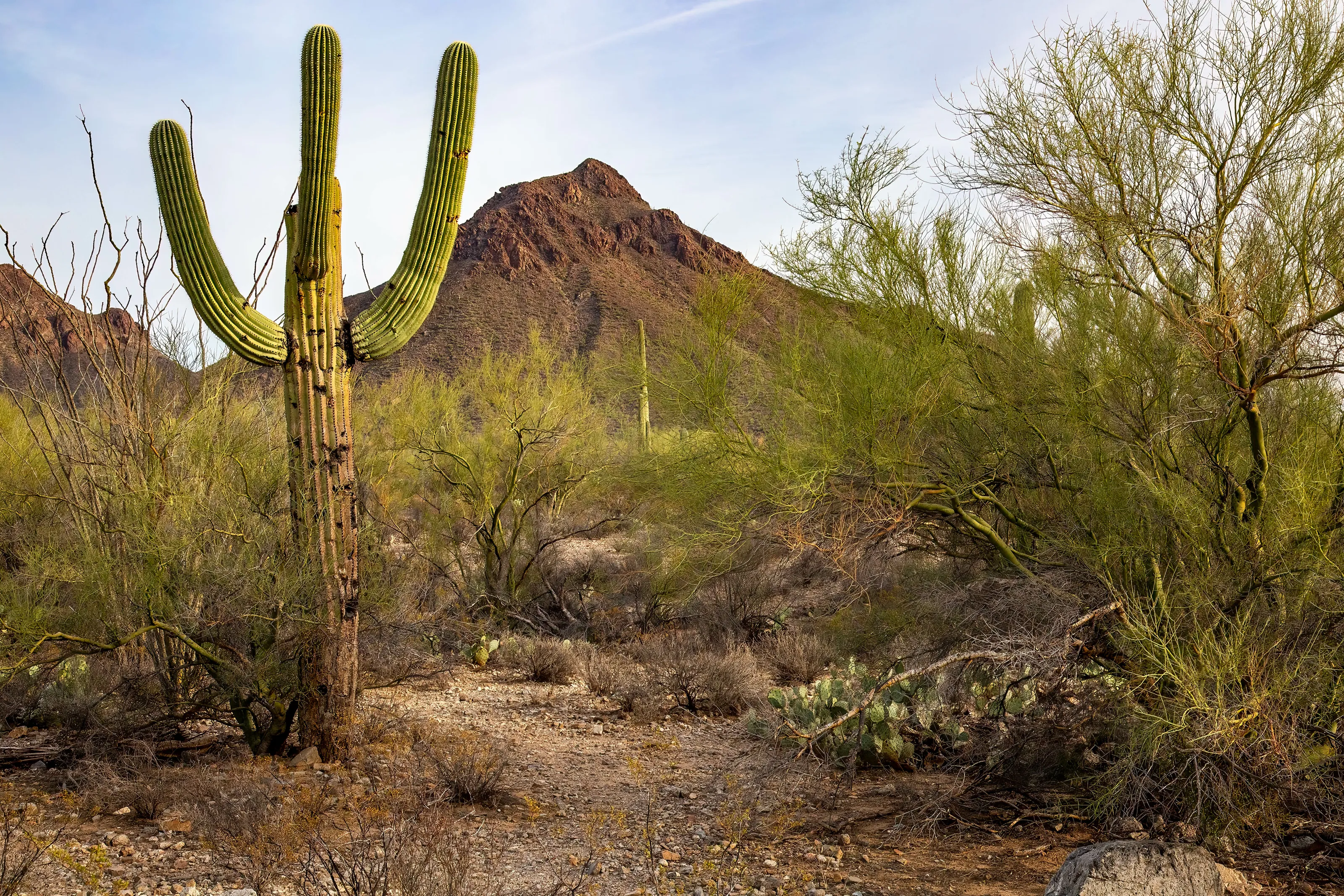 Arizona Sunday