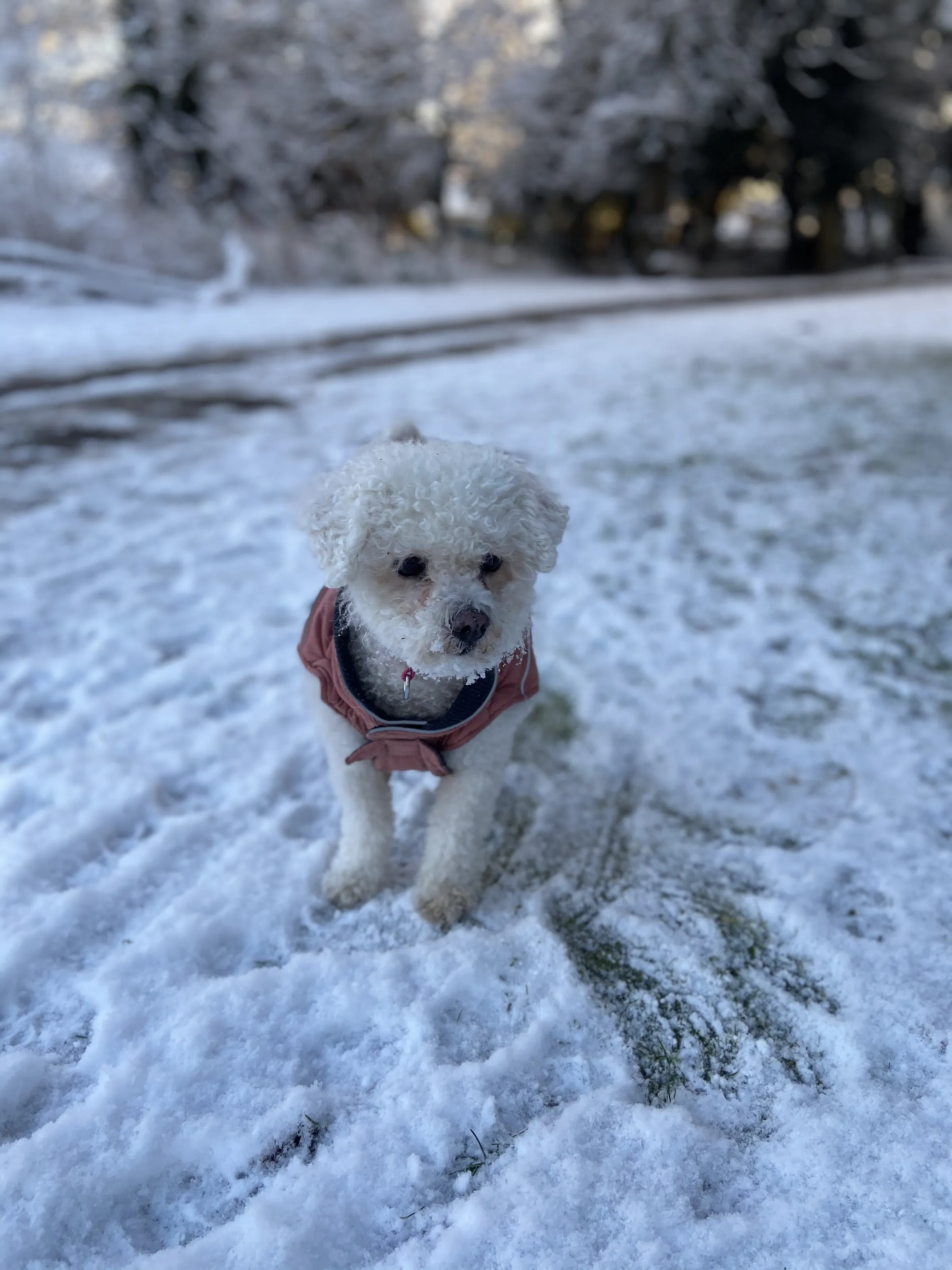 Winter dog walk
