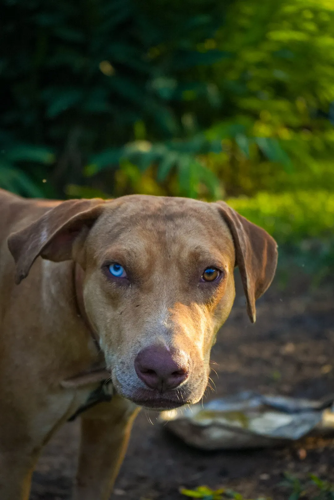 My brother's dog "Bandit"