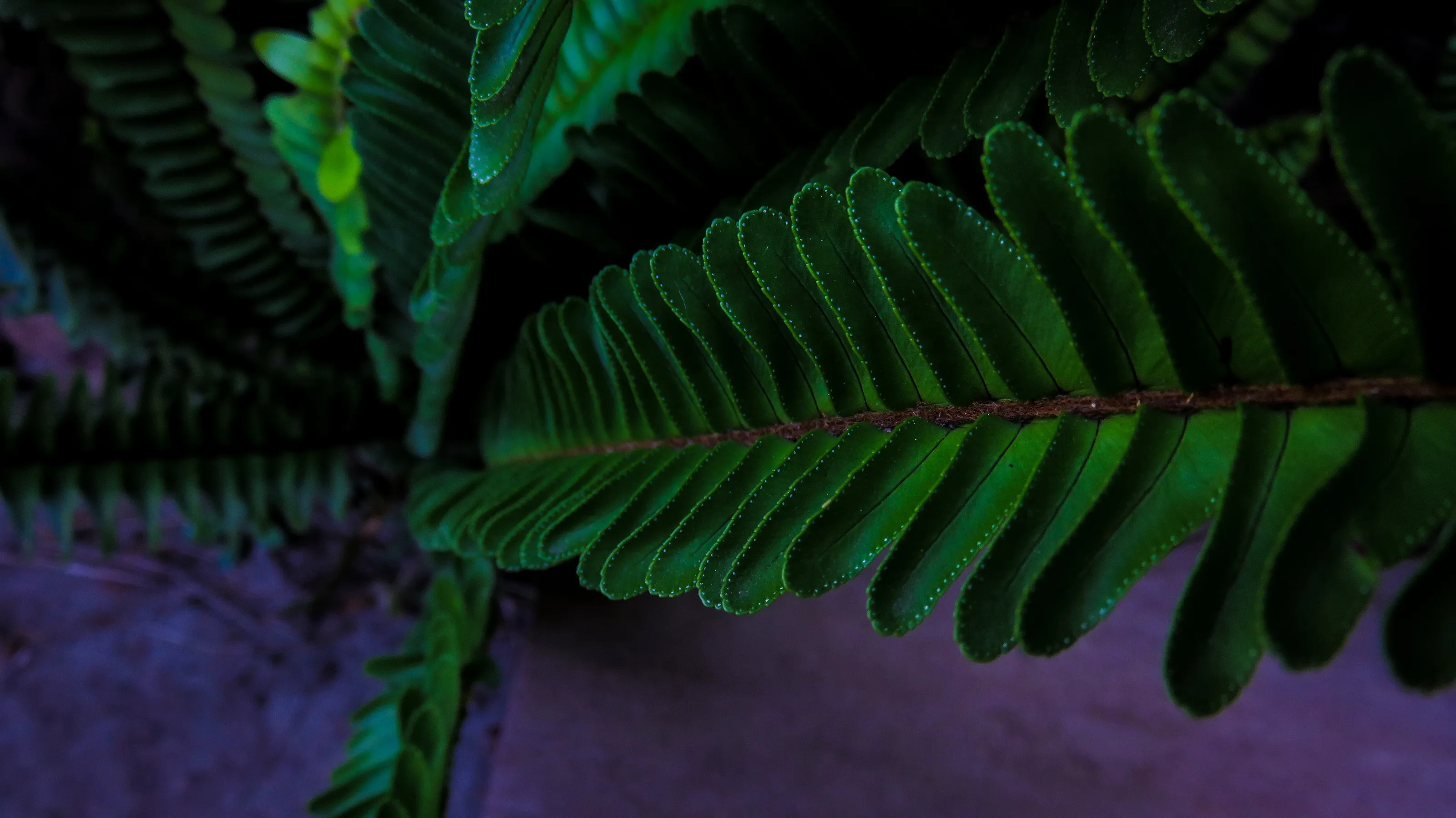 Banner image