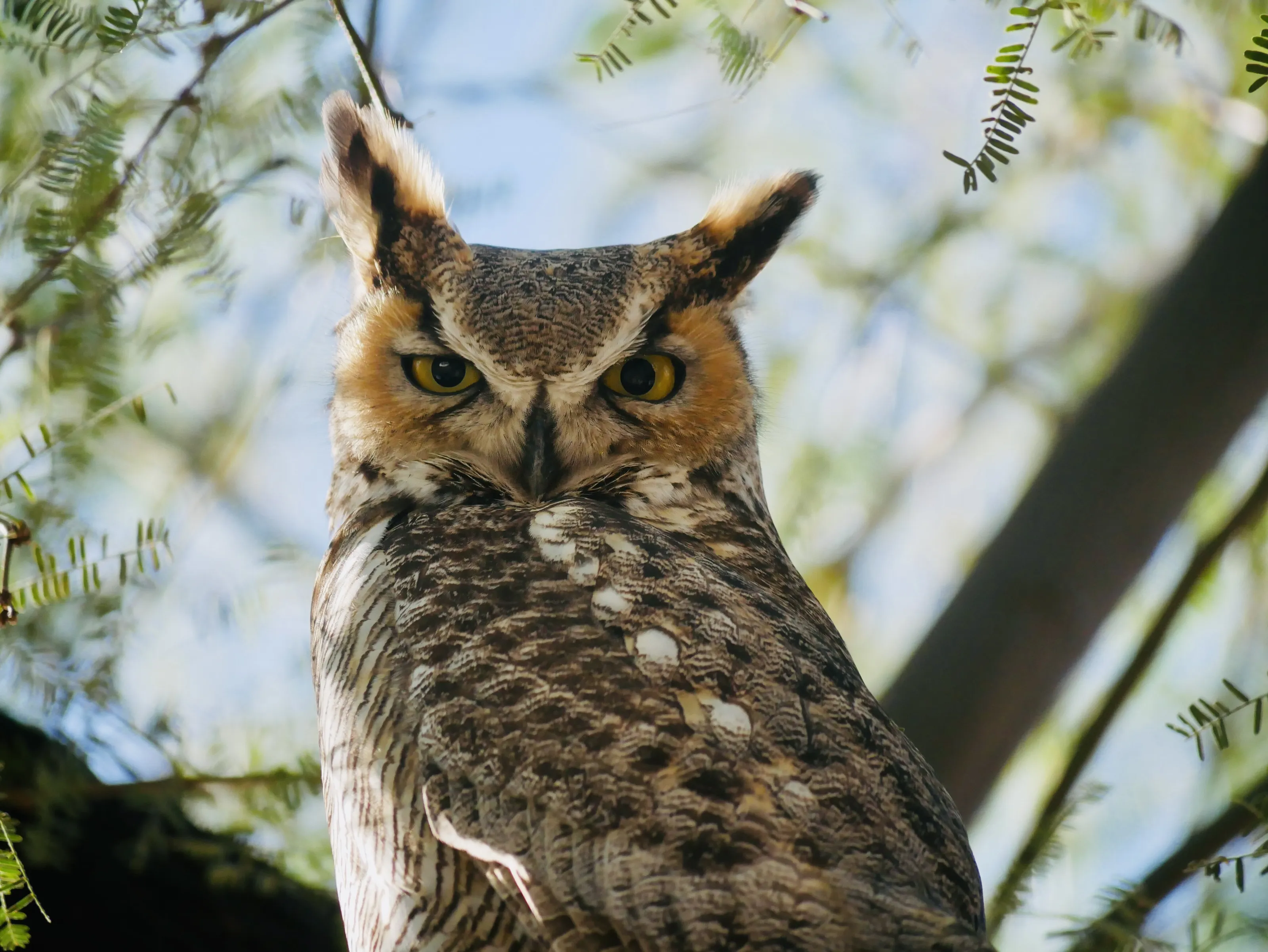 Great Horned Owl of Arizona