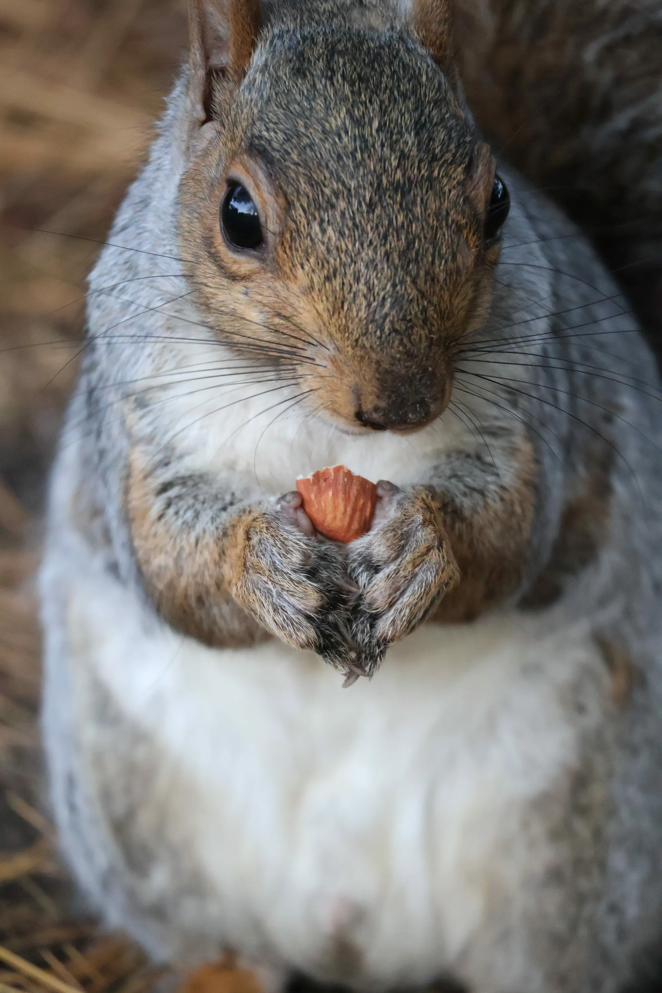 Squirrel Nutkin