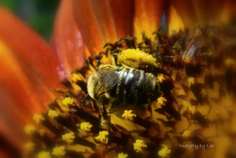 busy bee