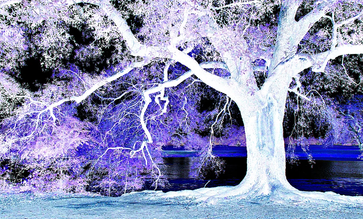 Entry 19127869