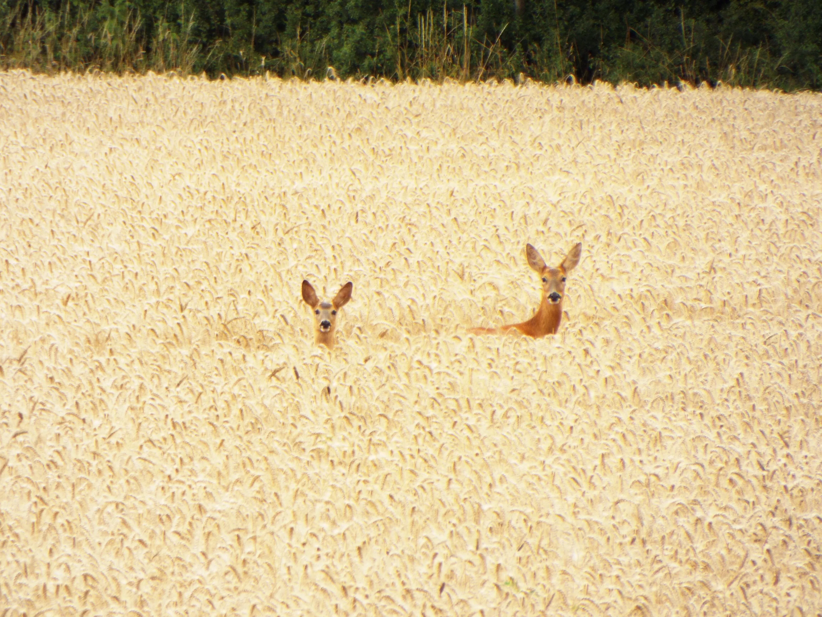 Deer and fawn