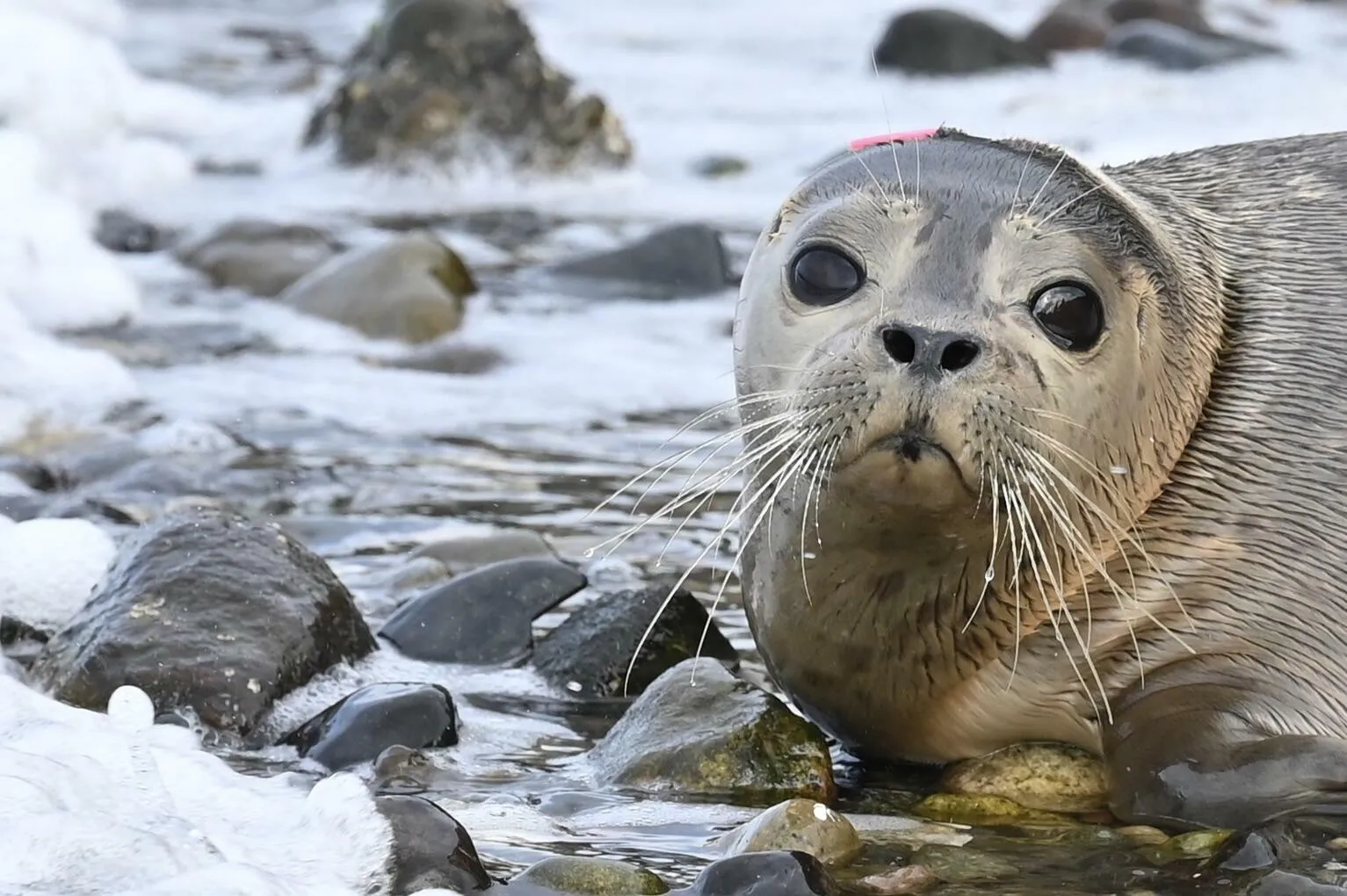 Baby Seal Release Day