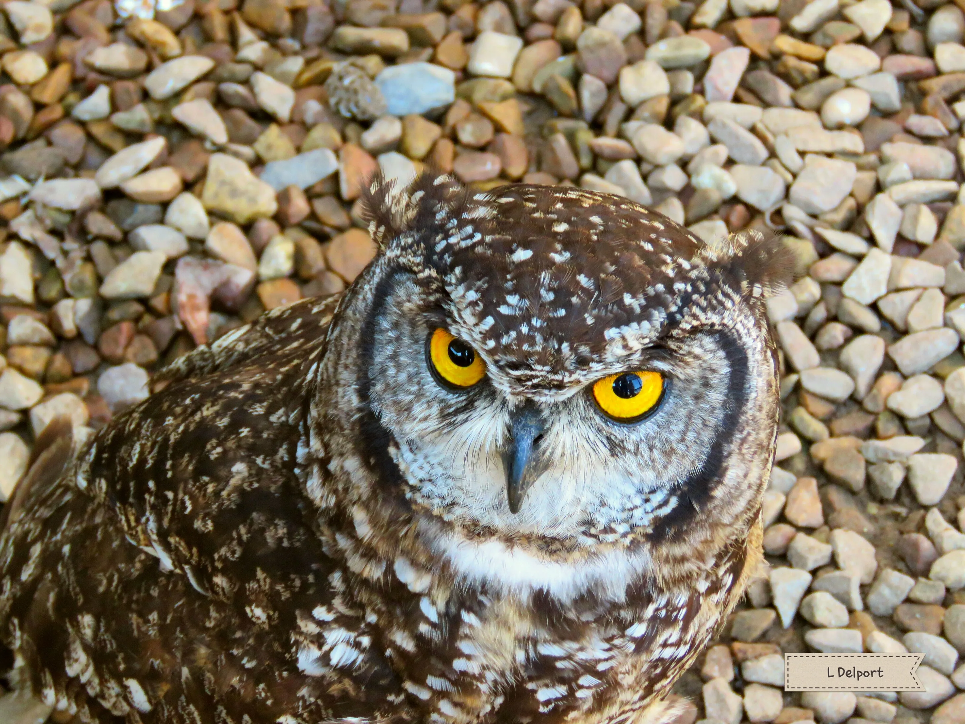 Owl