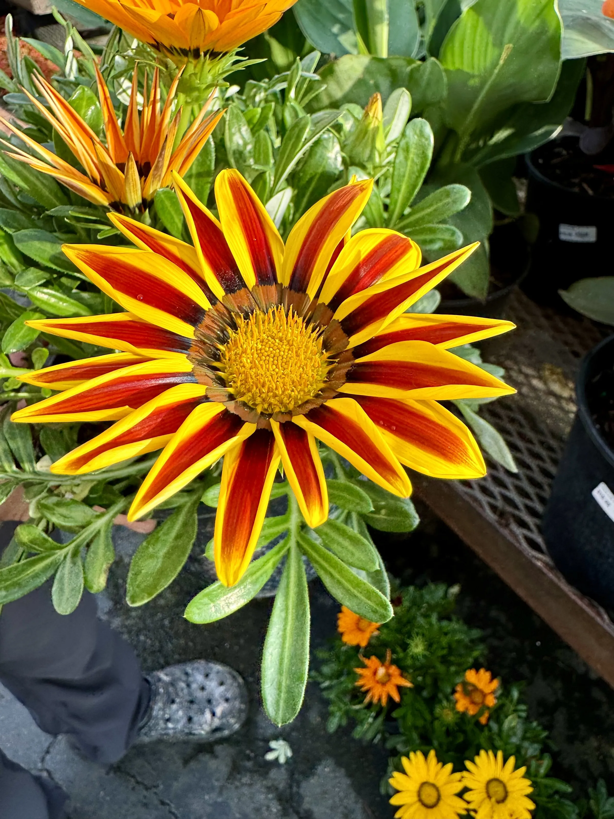 Beautiful flower