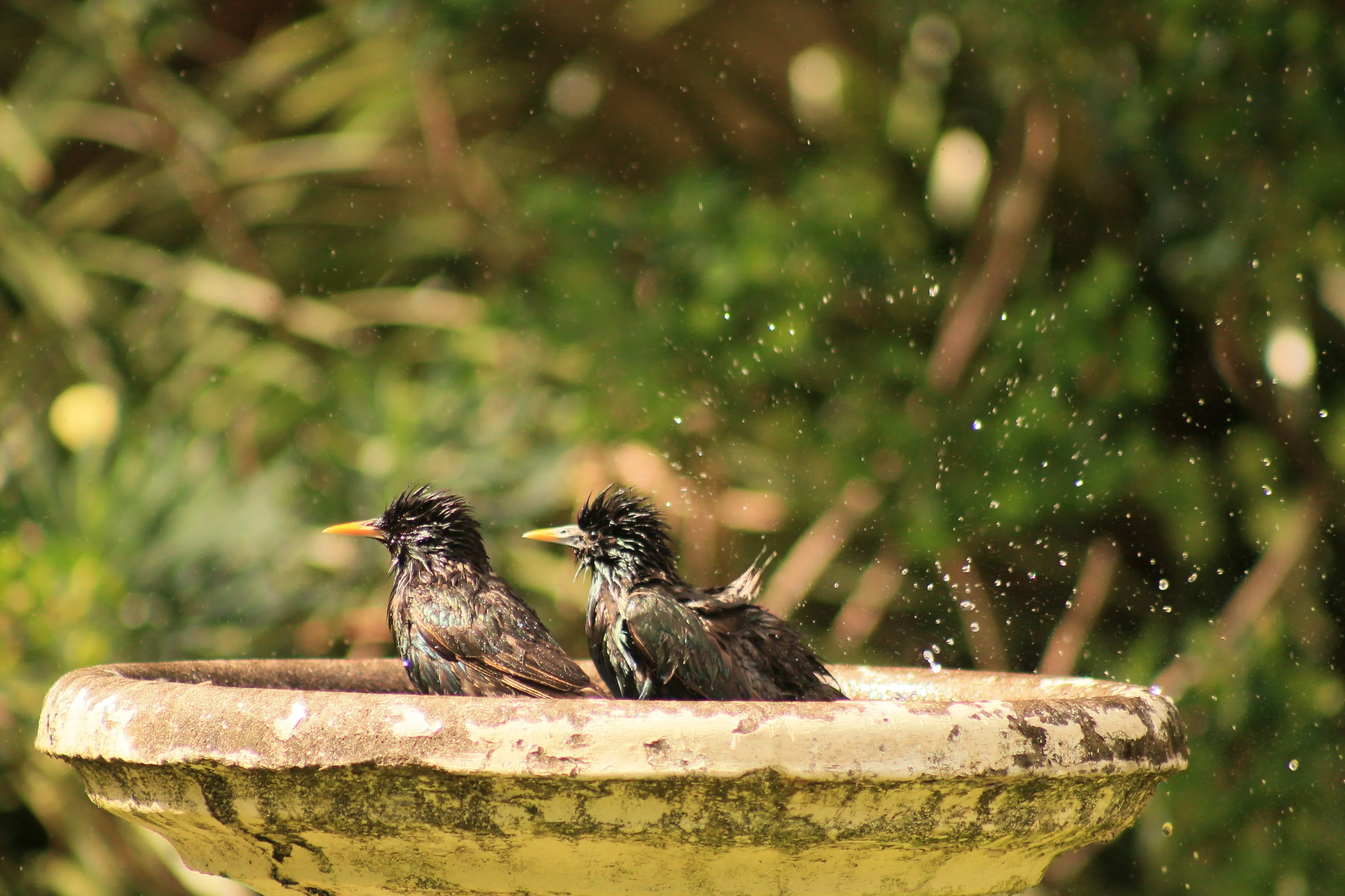 Birds in a Bird Bath