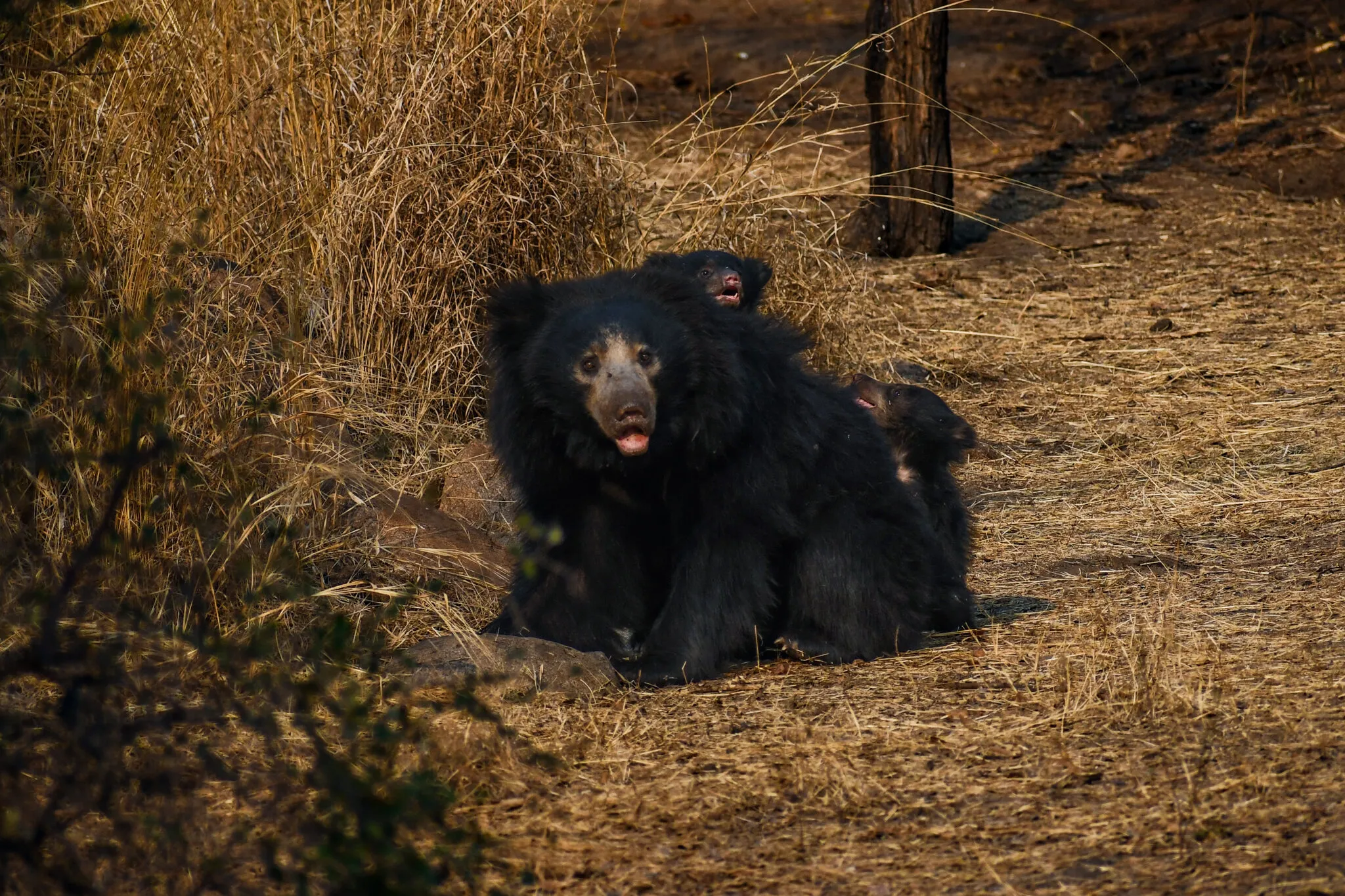 Sloth Bear