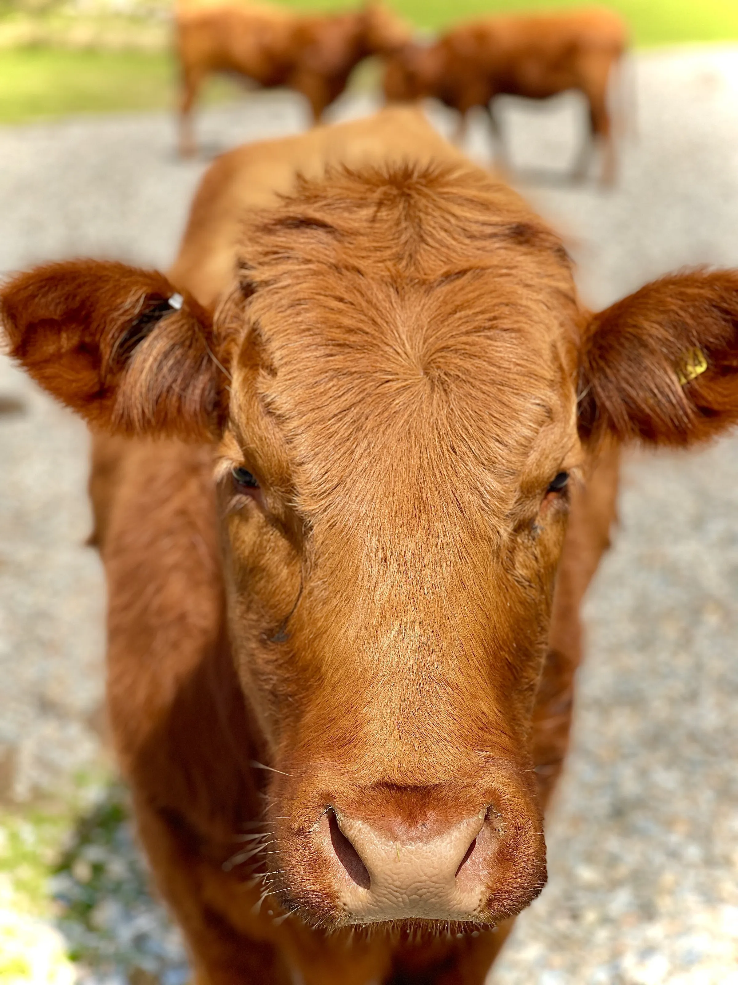 How’s you mooing?