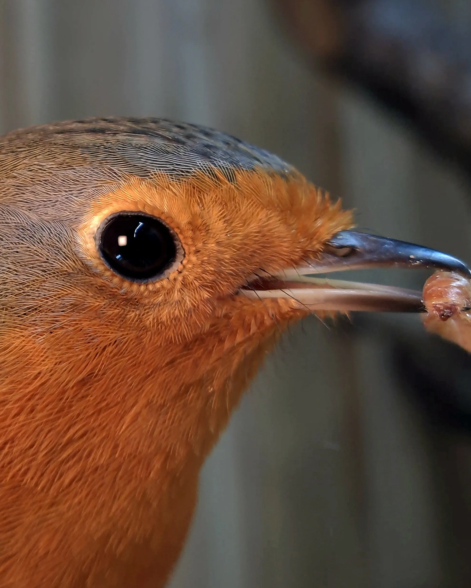 "Hope" the robin