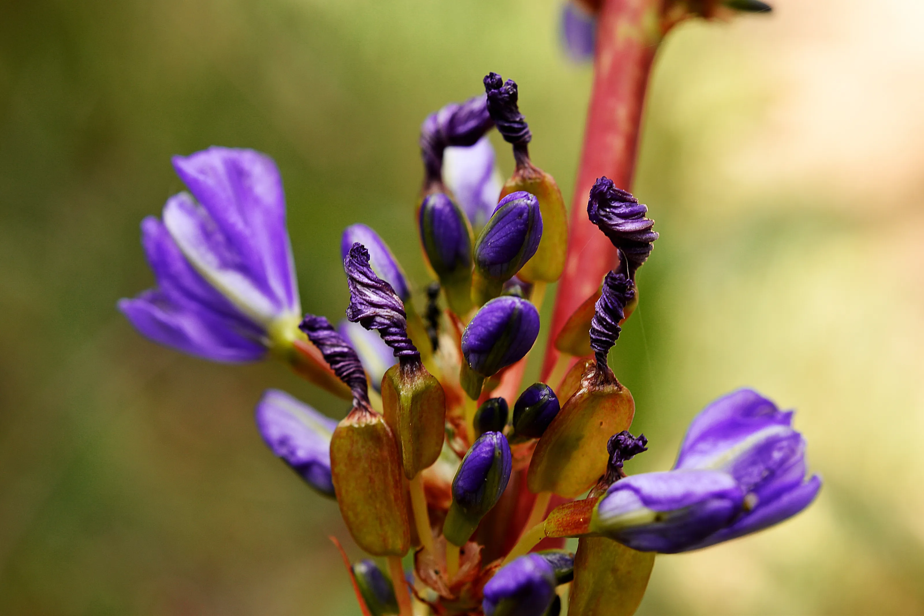 Flower In Swirls