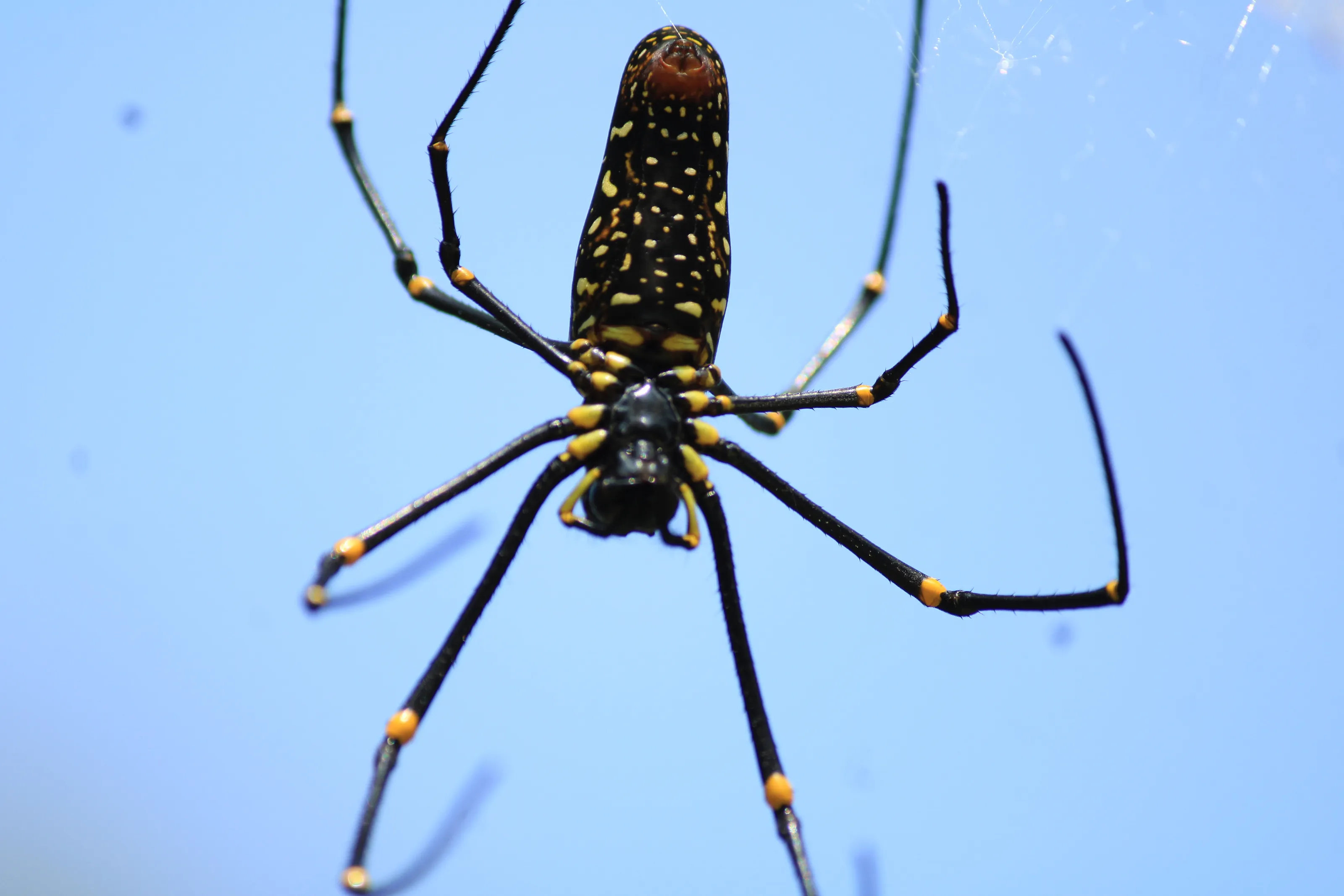 Araku Nephila pilipes