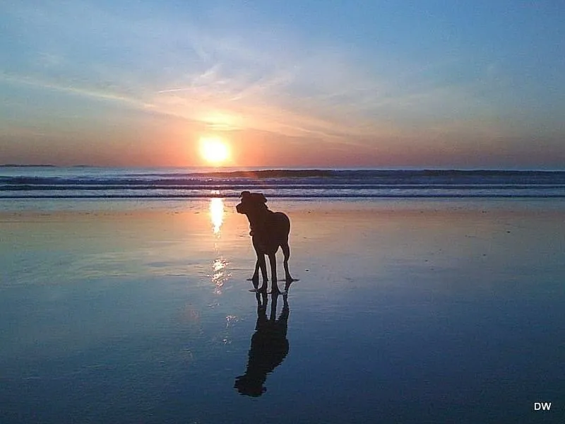 Fred enjoying the beach