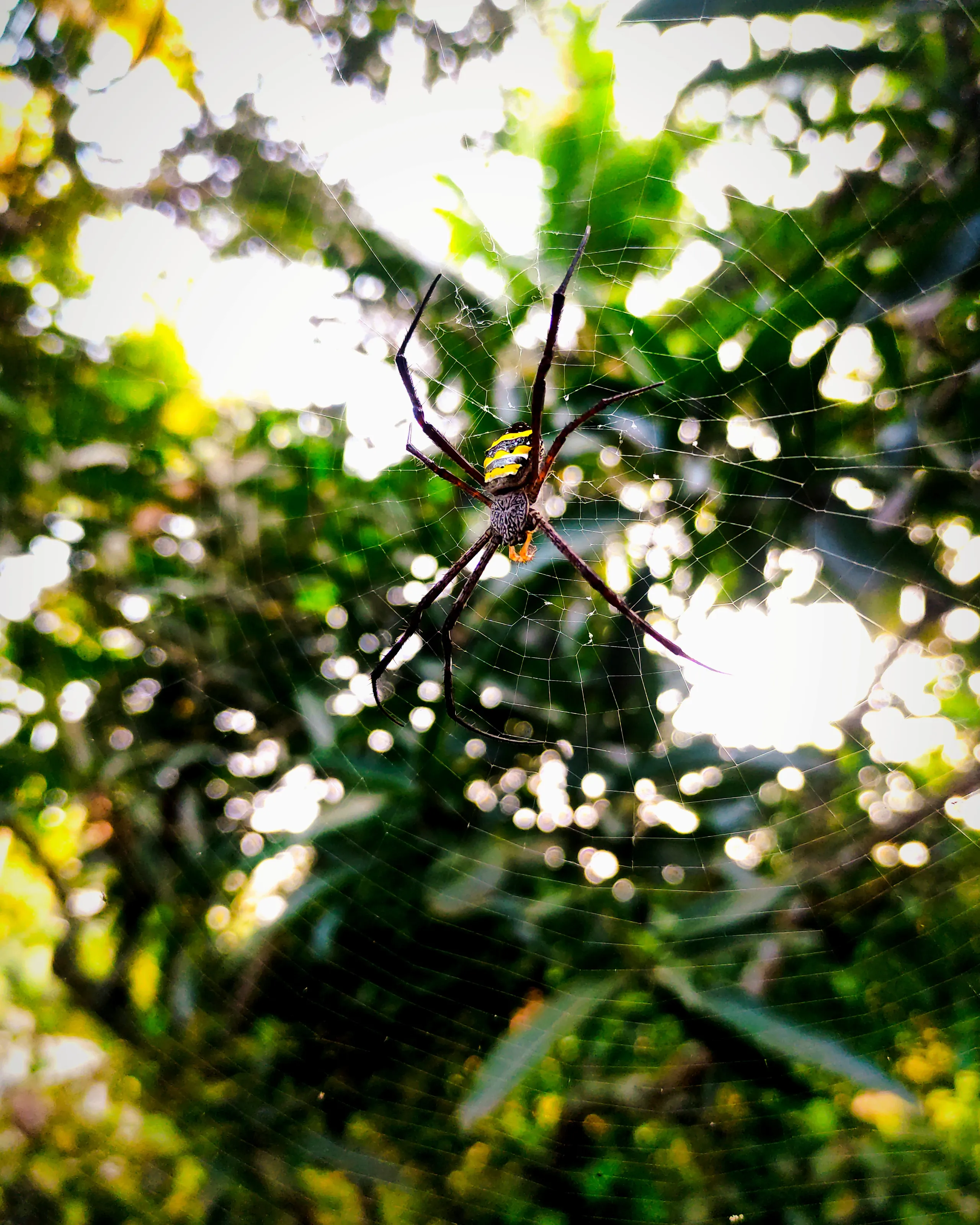 The Entangled Beauty