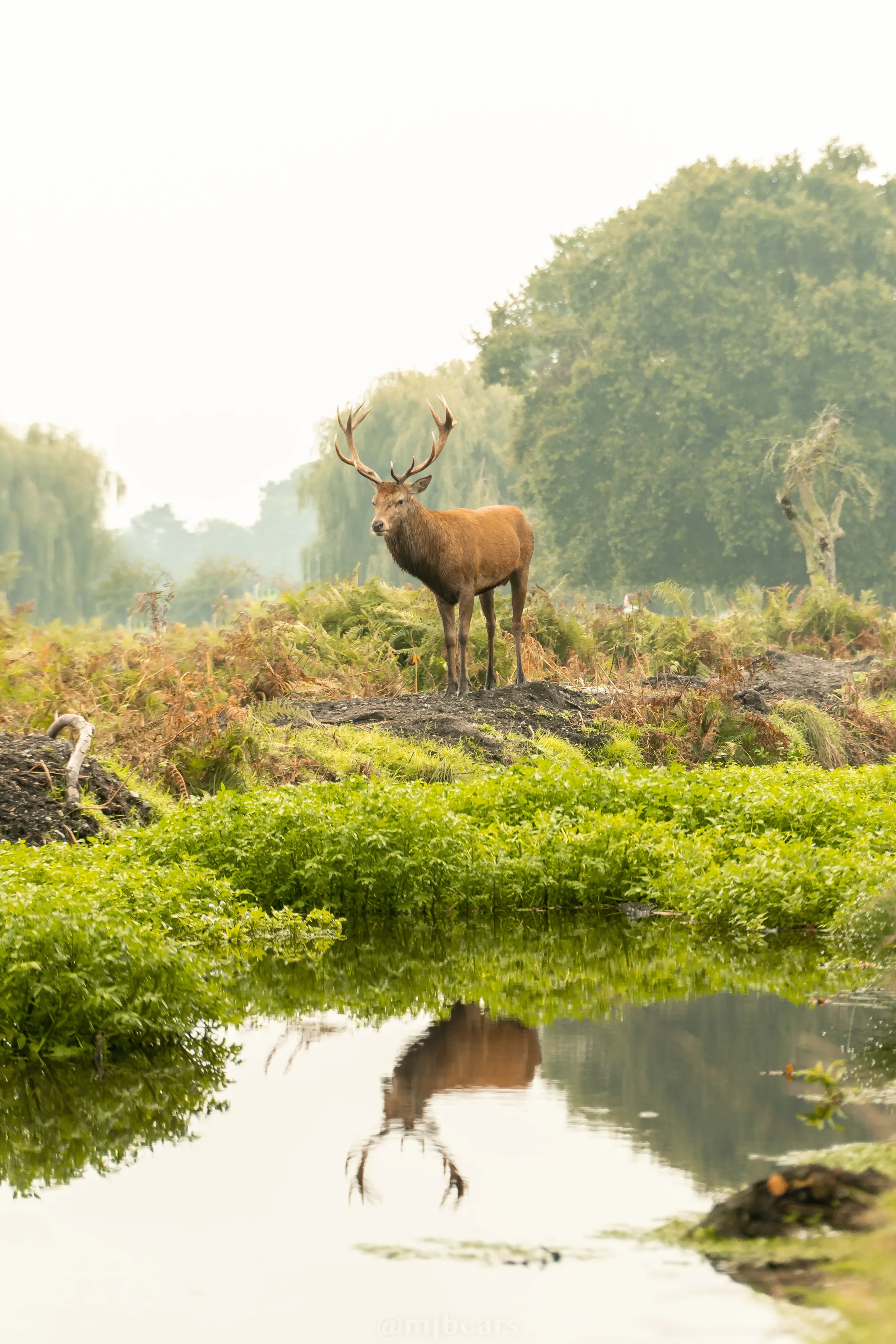 Red deer stag reflection