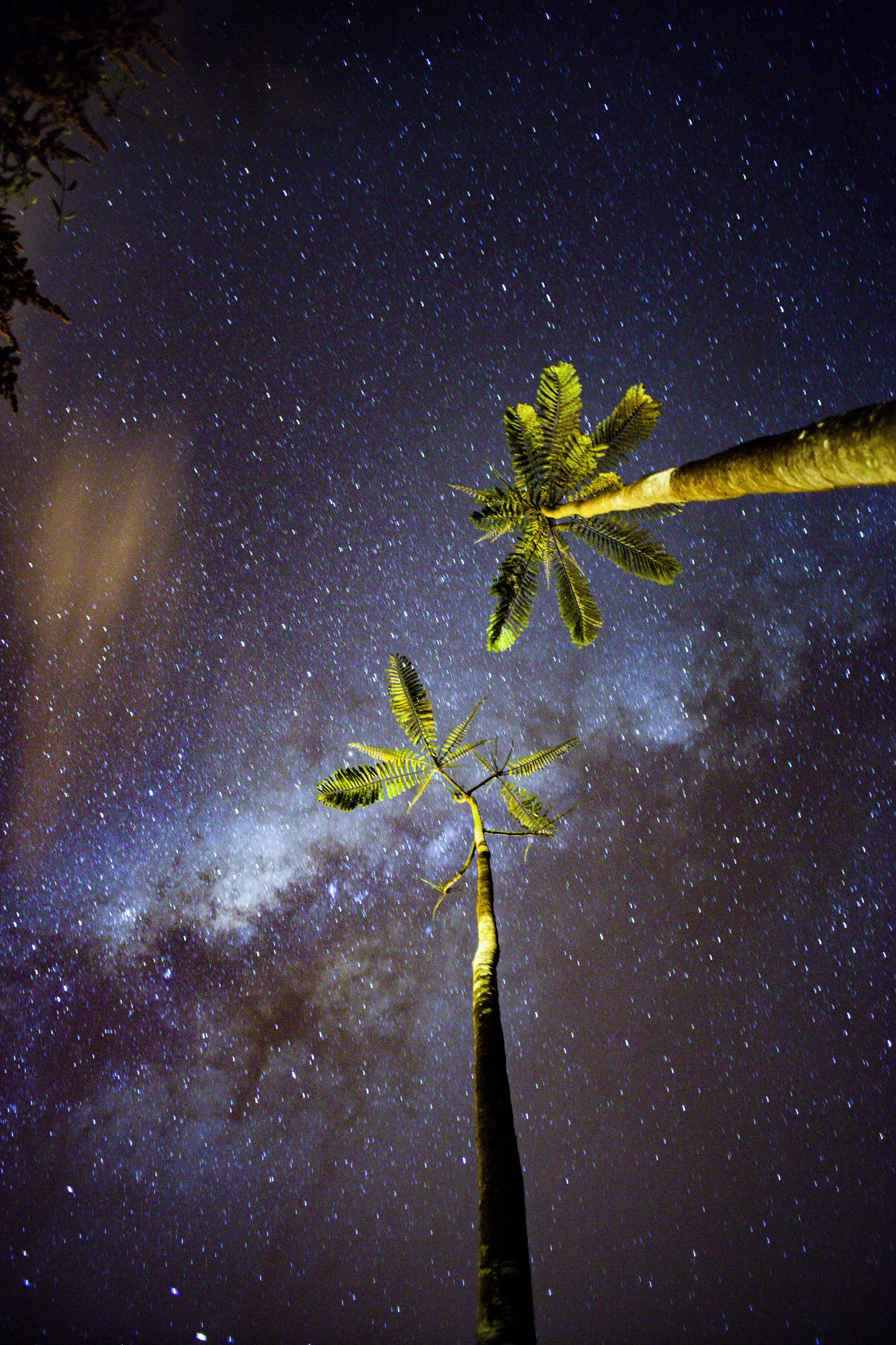 Milky way with palm trees.