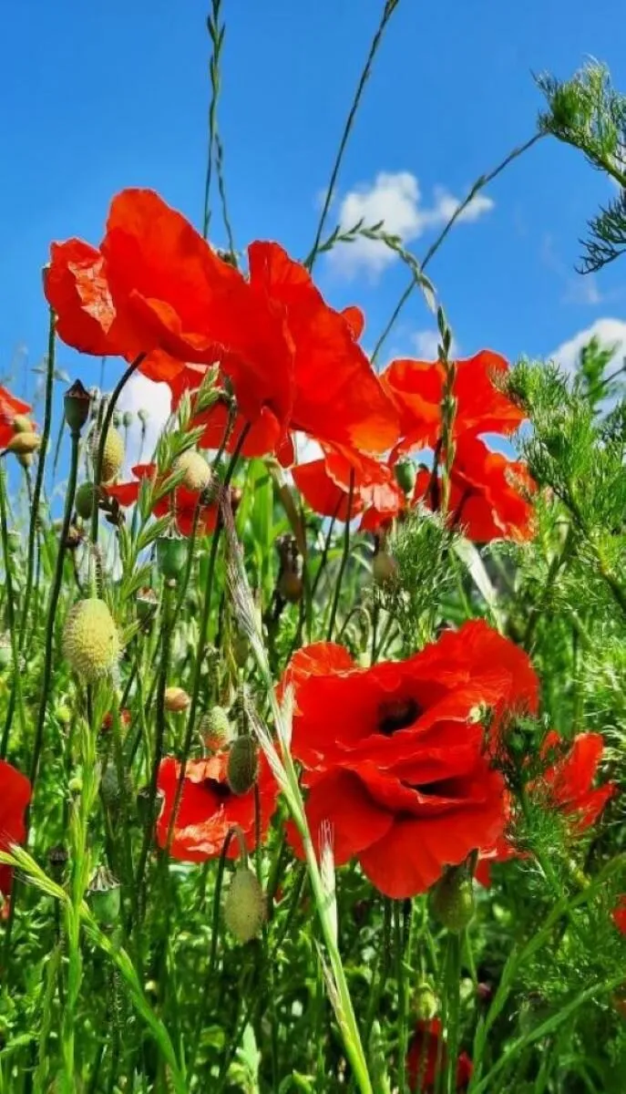 Roter Mohn
