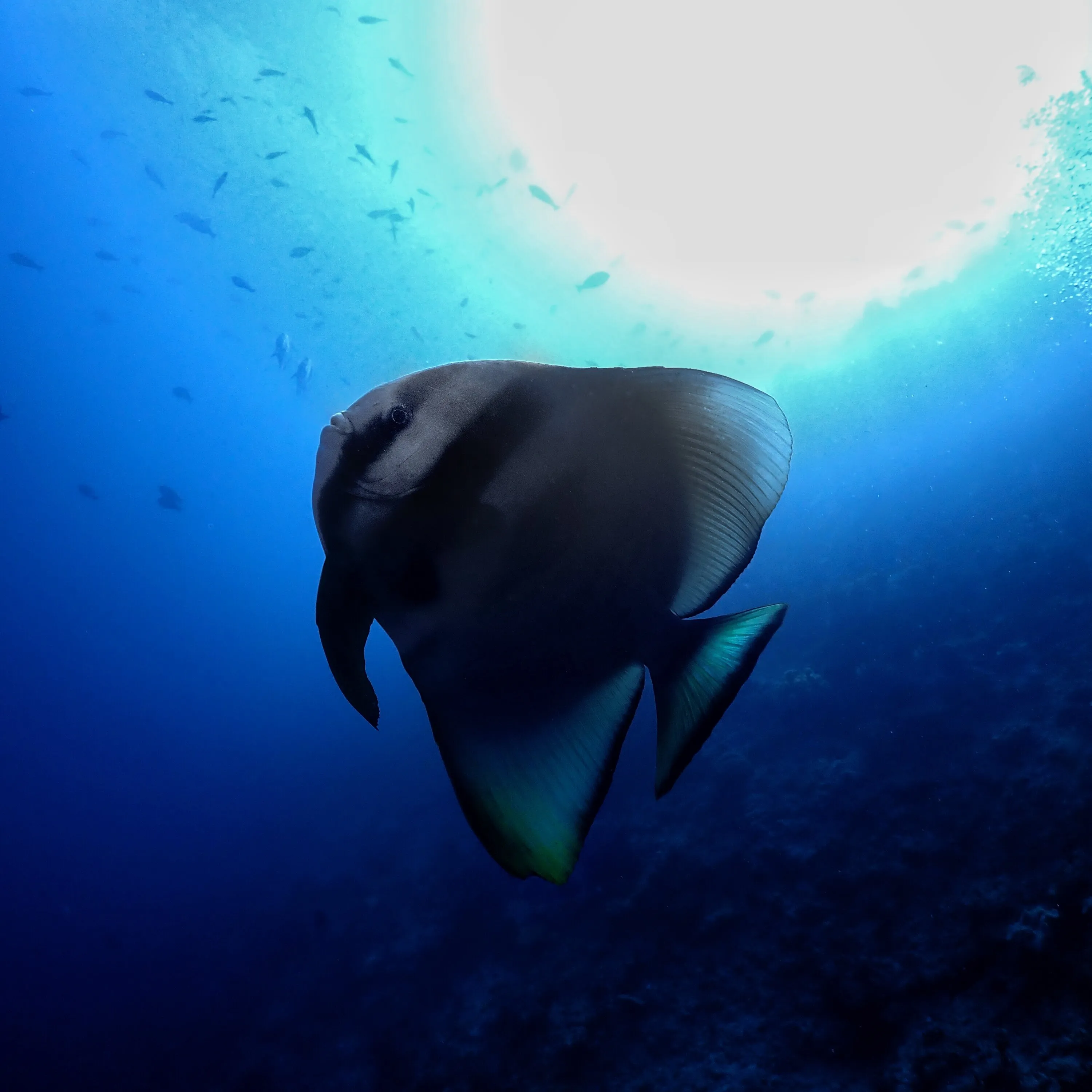 Longfin Batfish