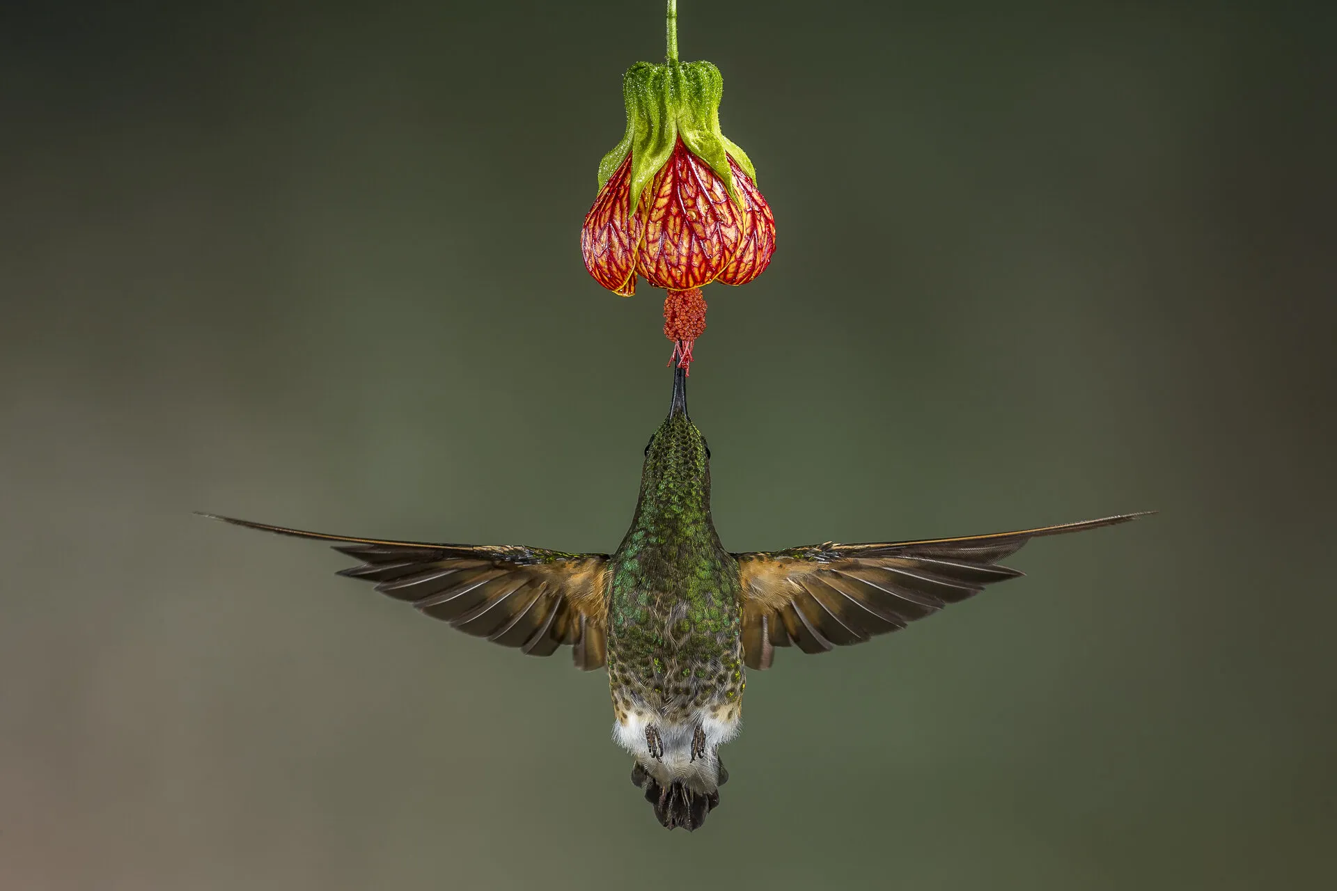 Buff Tailed coronet