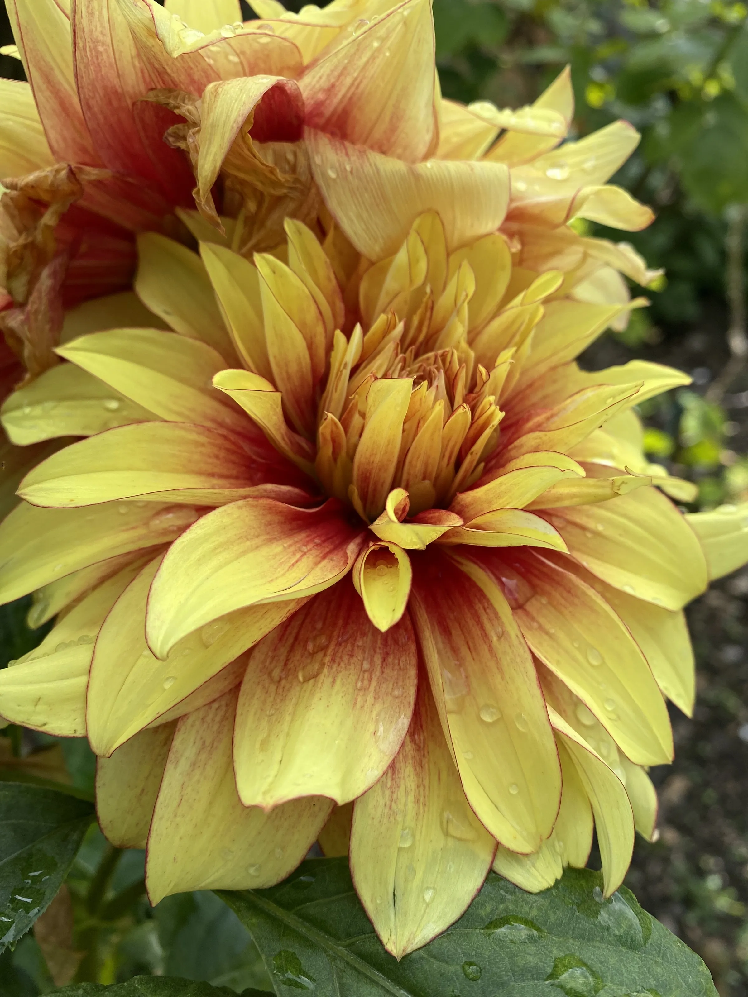 Dahlia in the rain