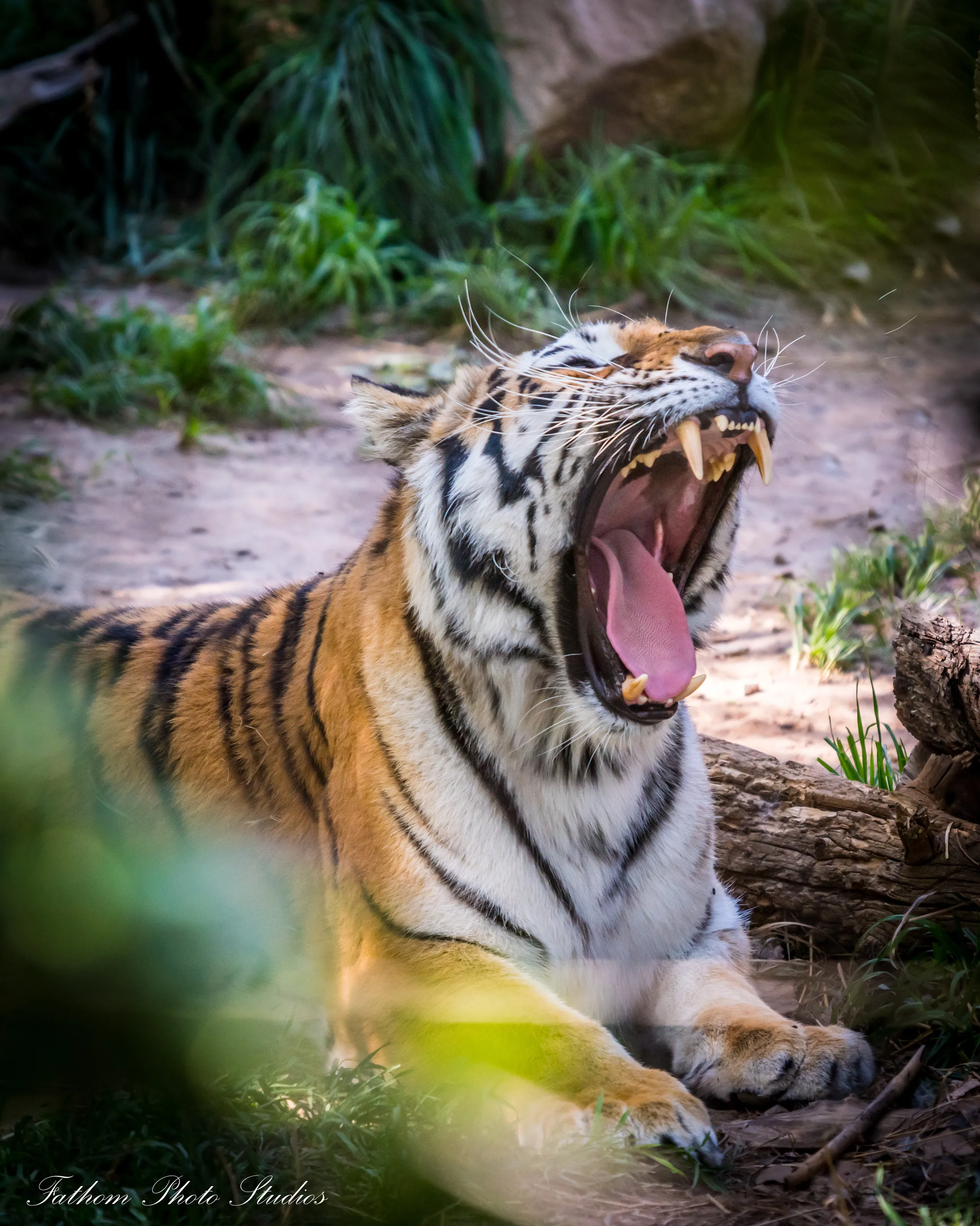 Tigger is Sleepy