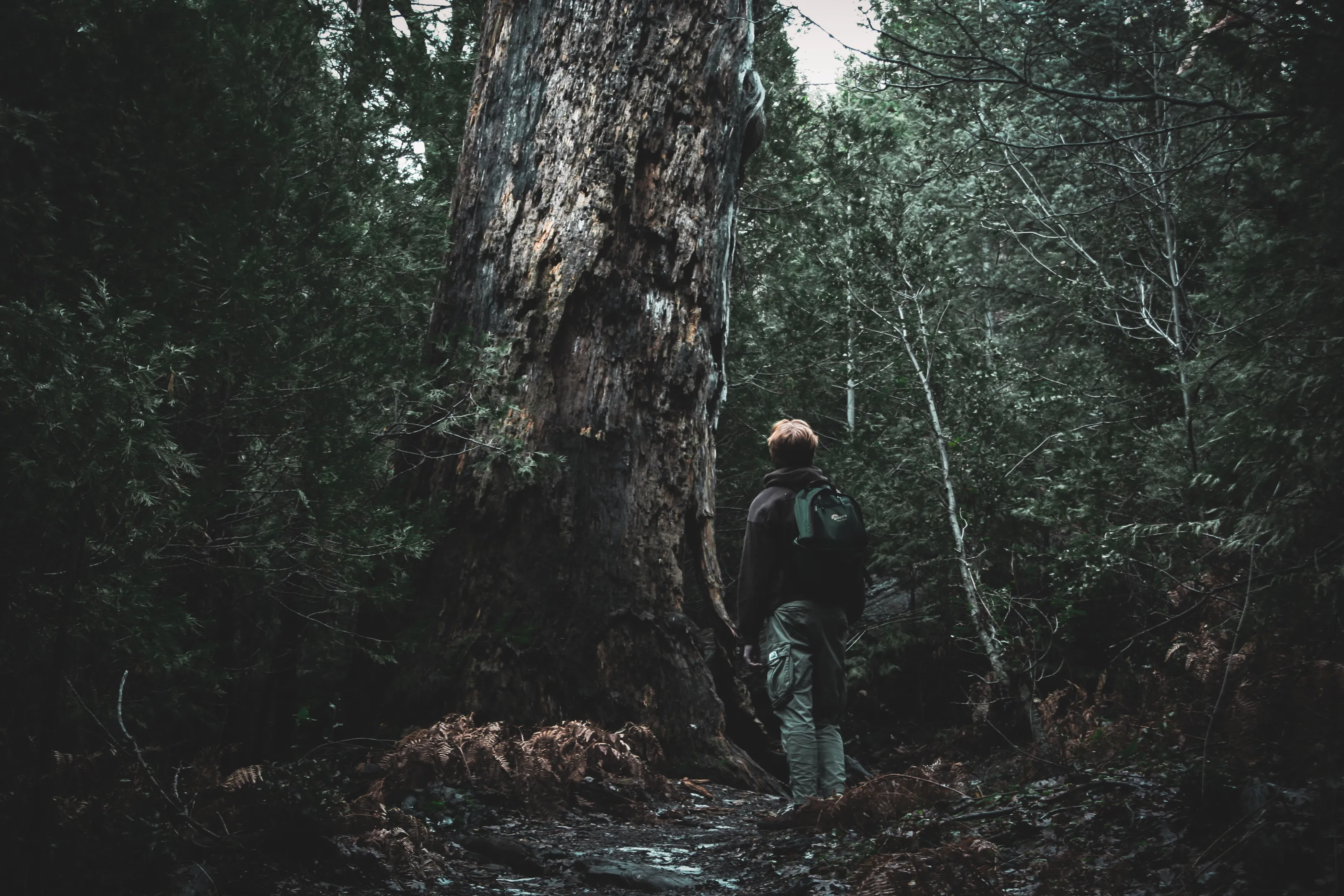 The Lone Giant