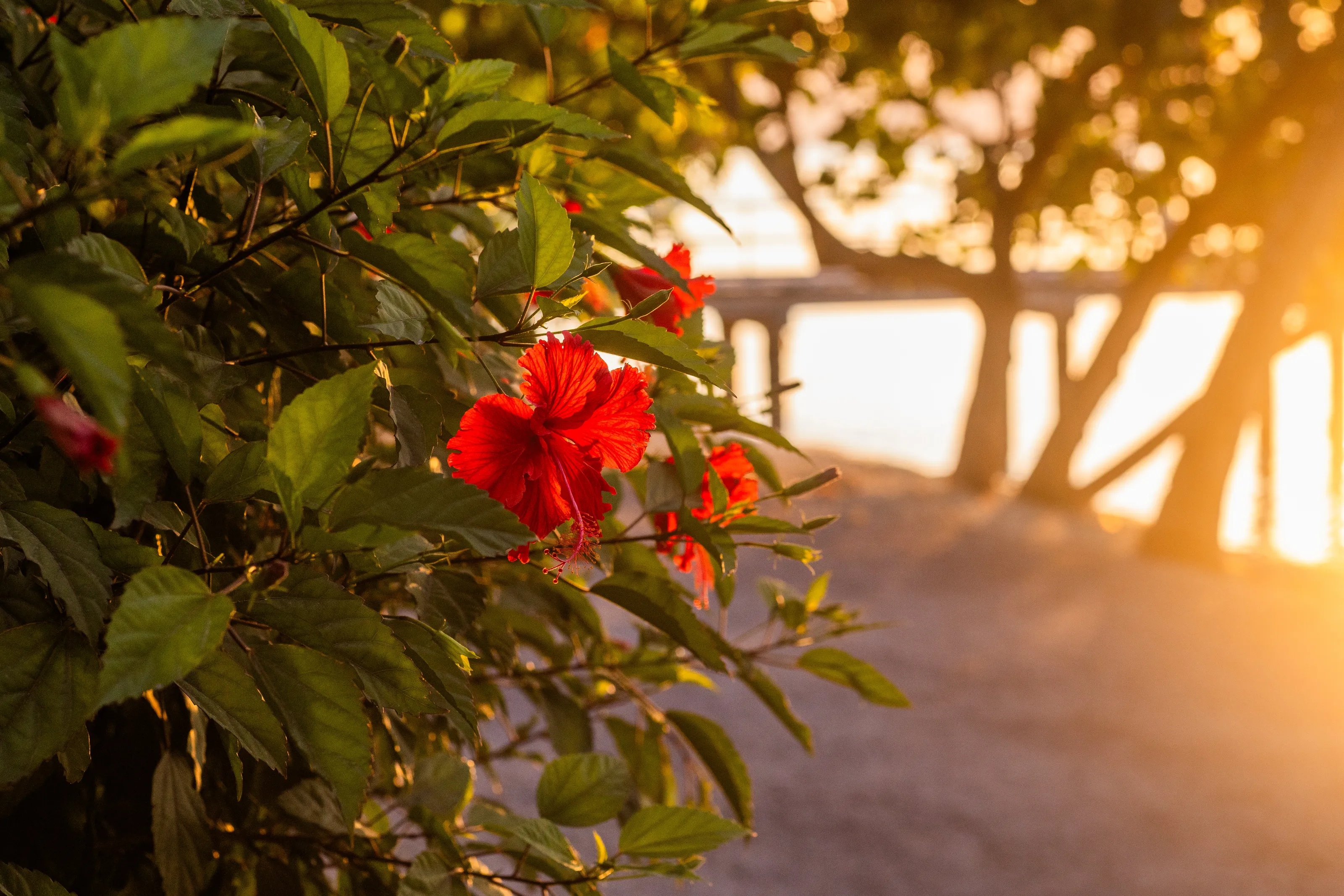 Hibiscus sunset