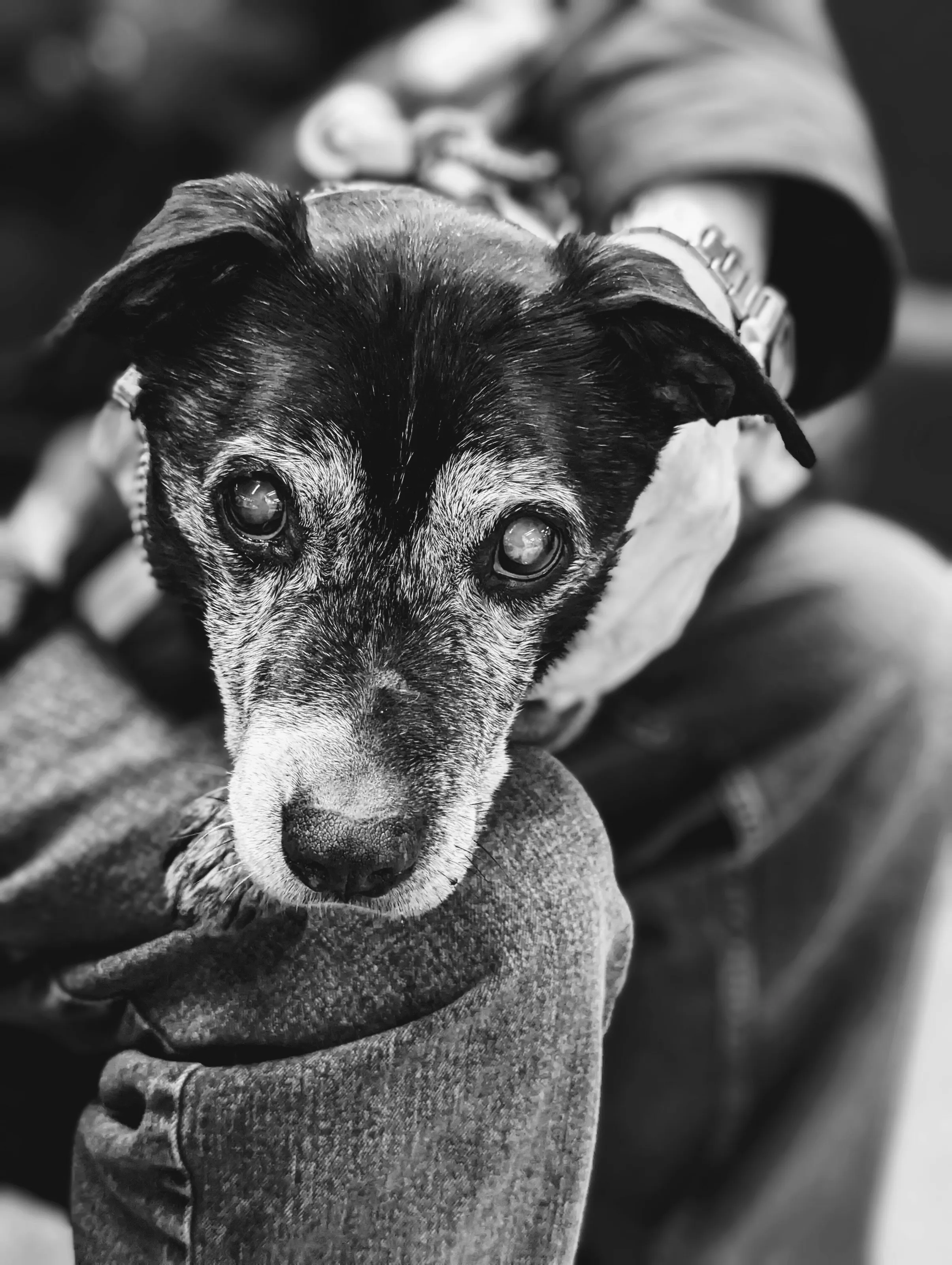 Our beautiful old boy