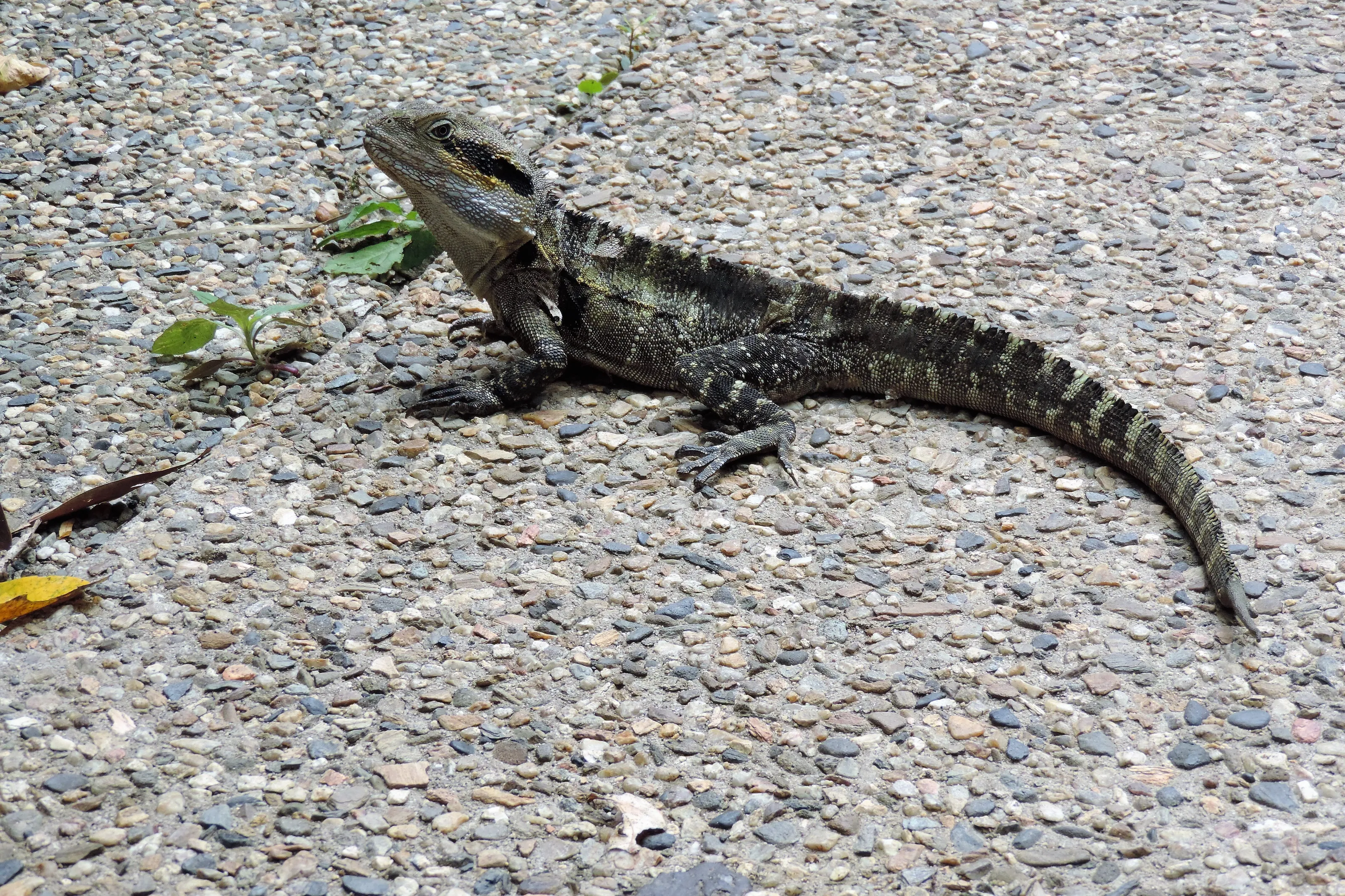 eastern water dragon