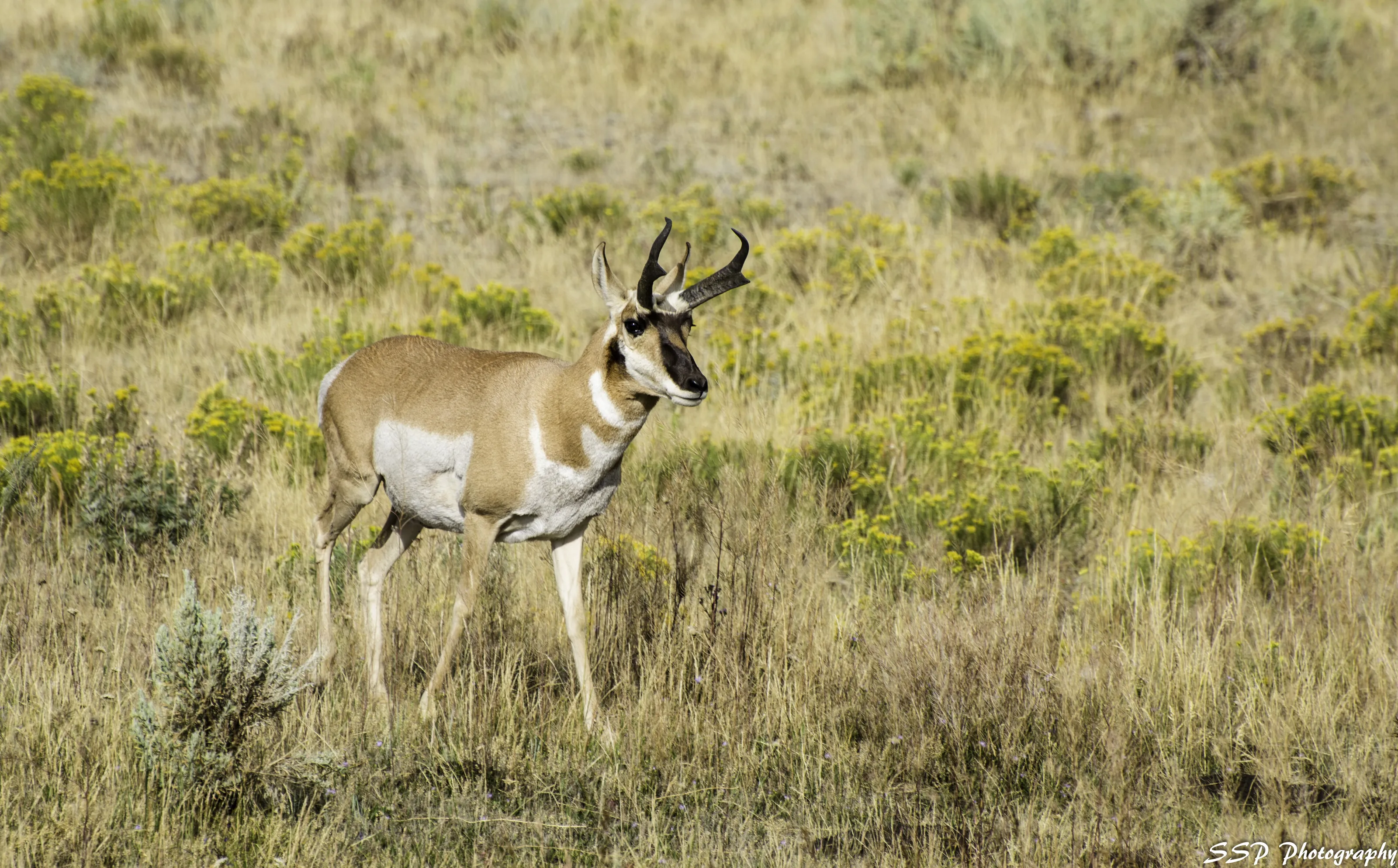 The Pronghorn