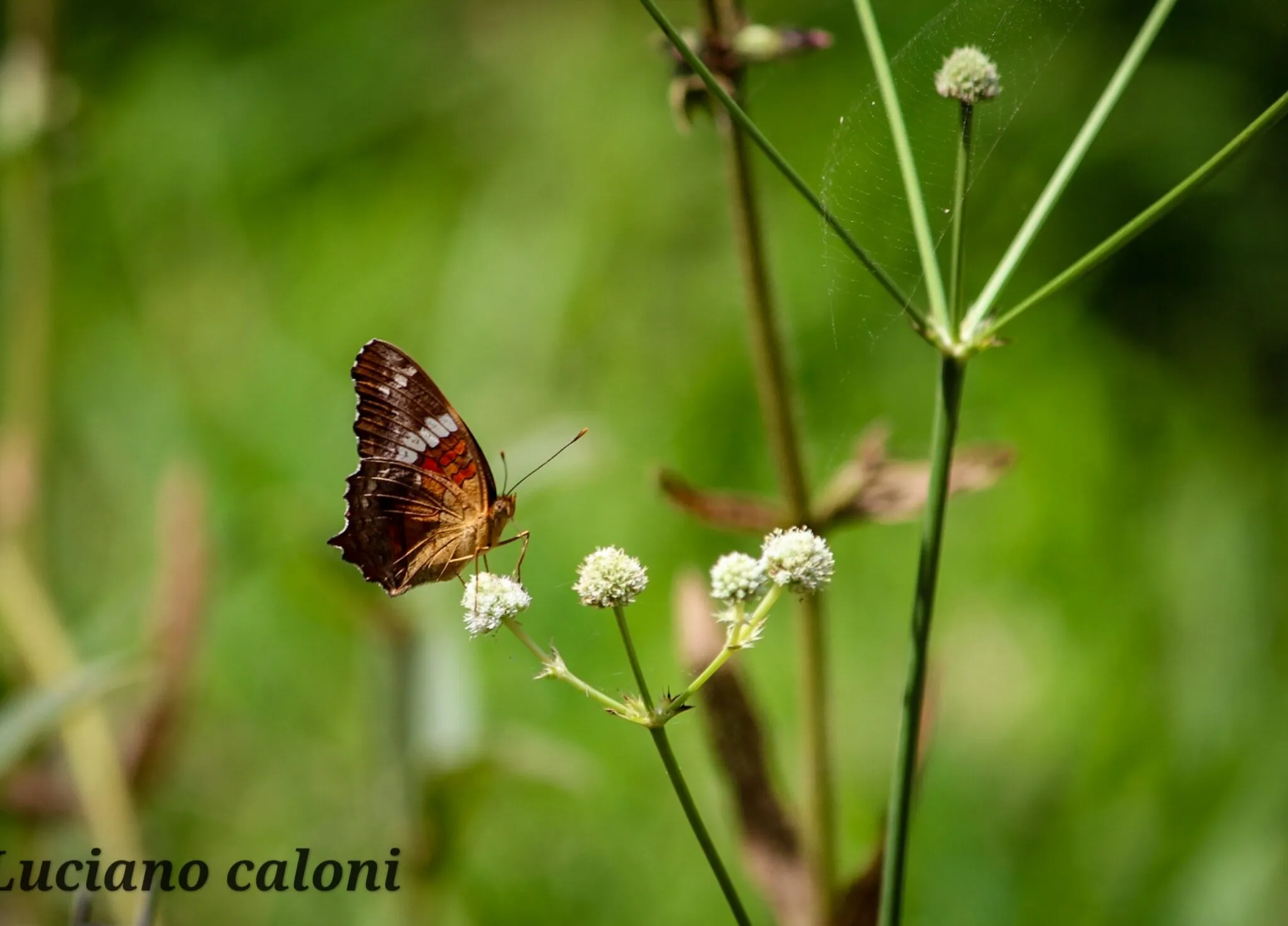 Borboleta